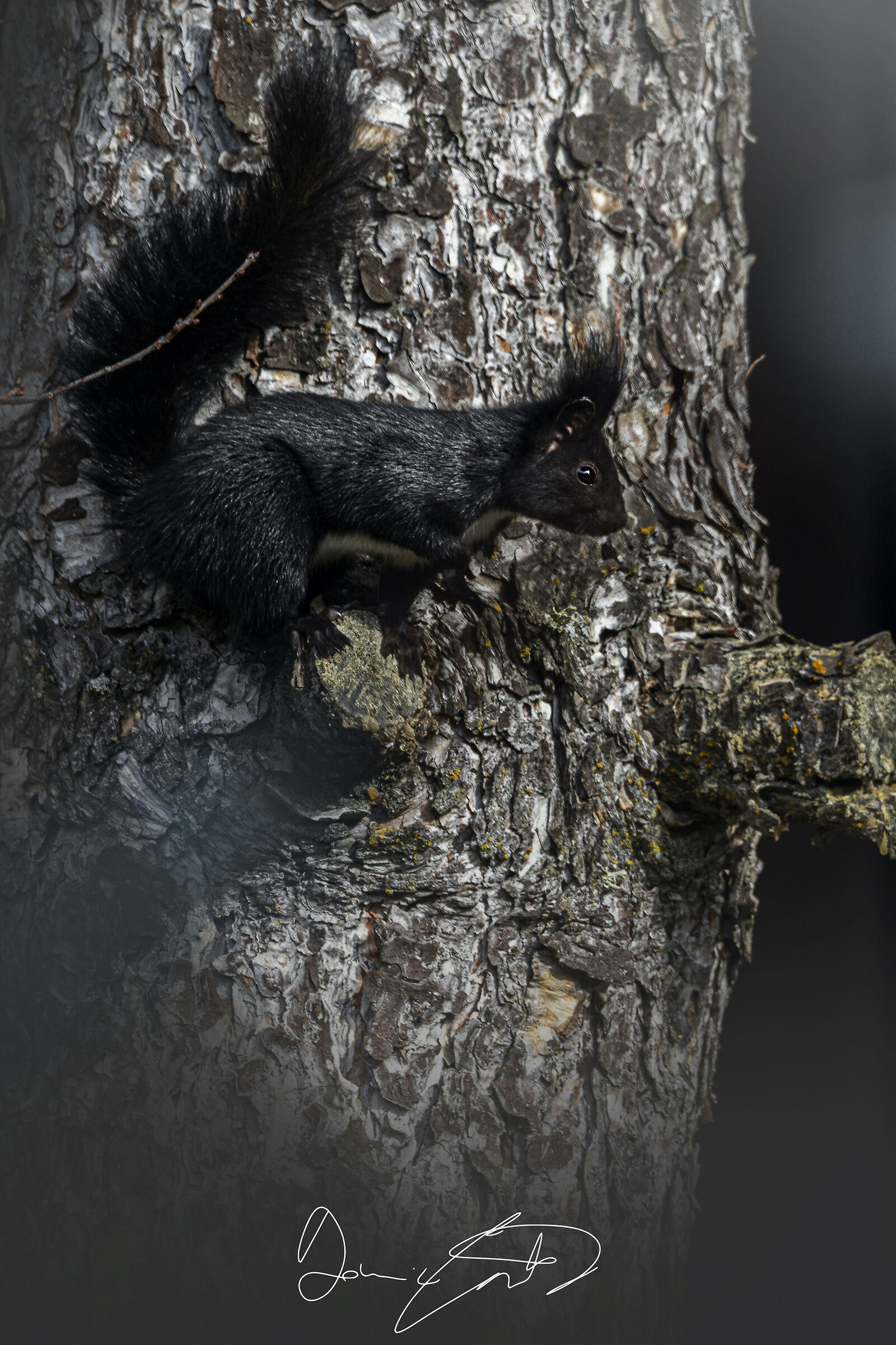 Il profilo migliore*