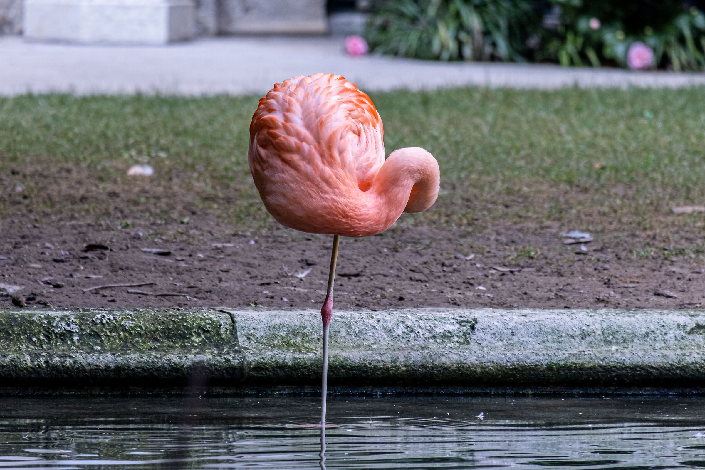 Pink flamingo - Villa Invernizzi Milan