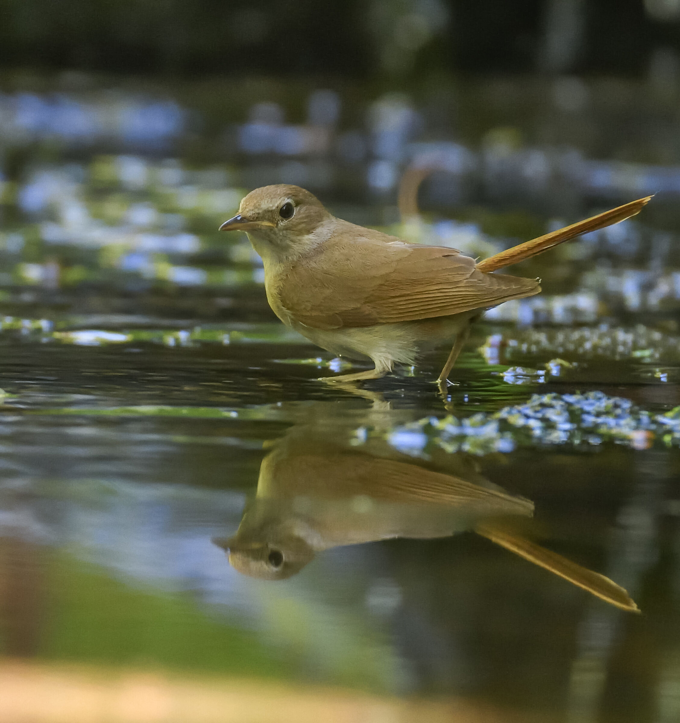 redstart female?
