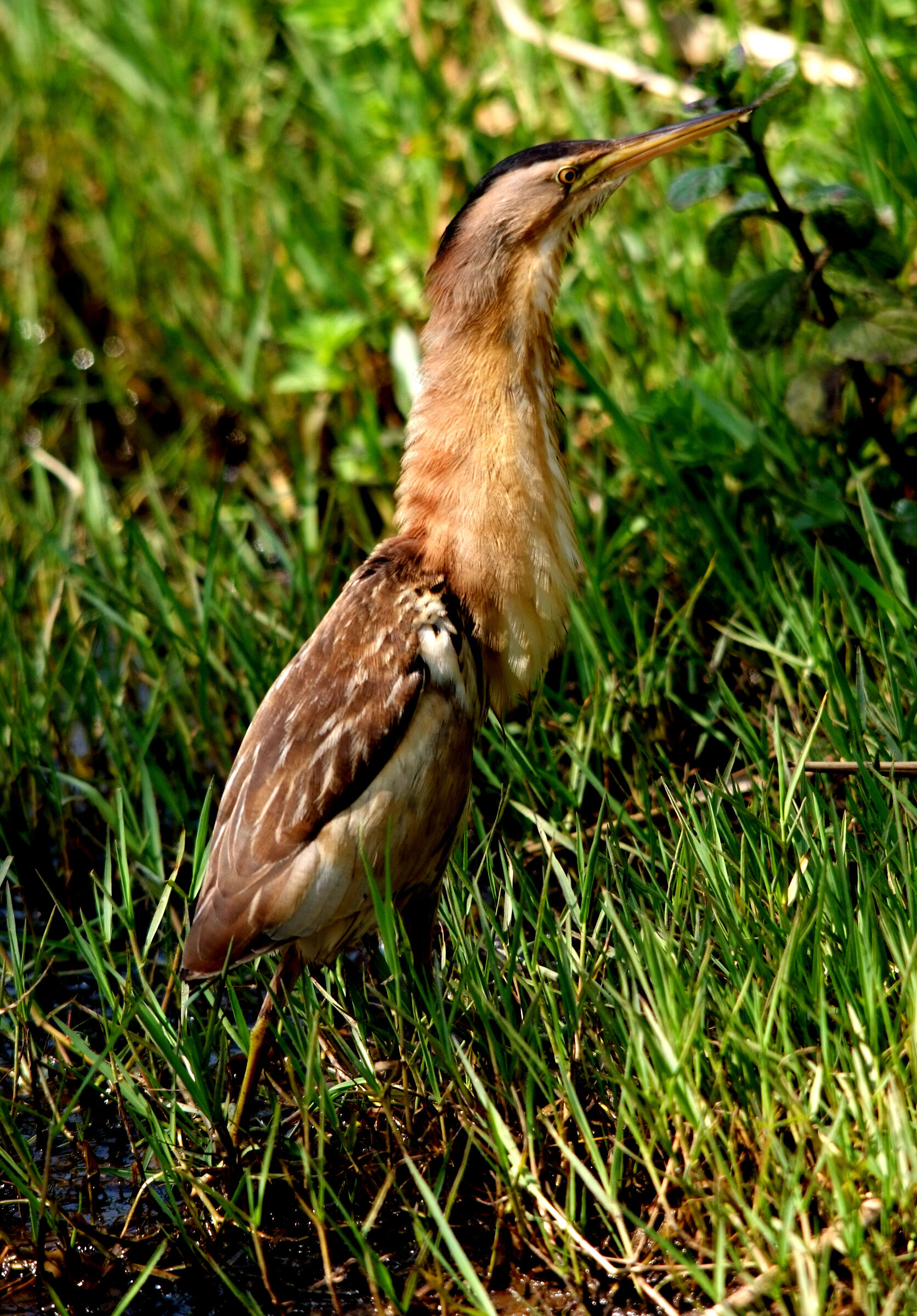 Tarabusino in allarme!