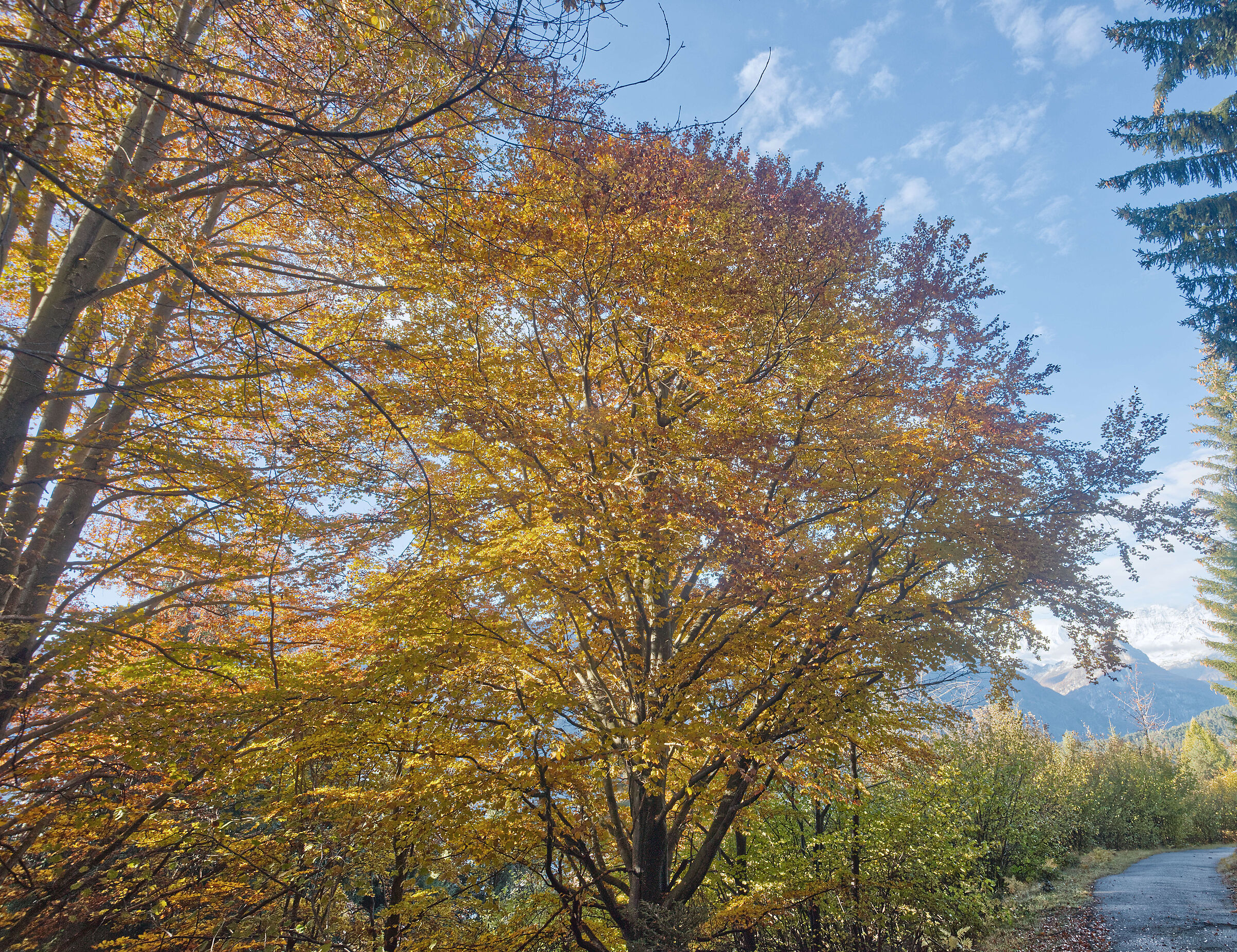 autunno 2020 Valdivedro