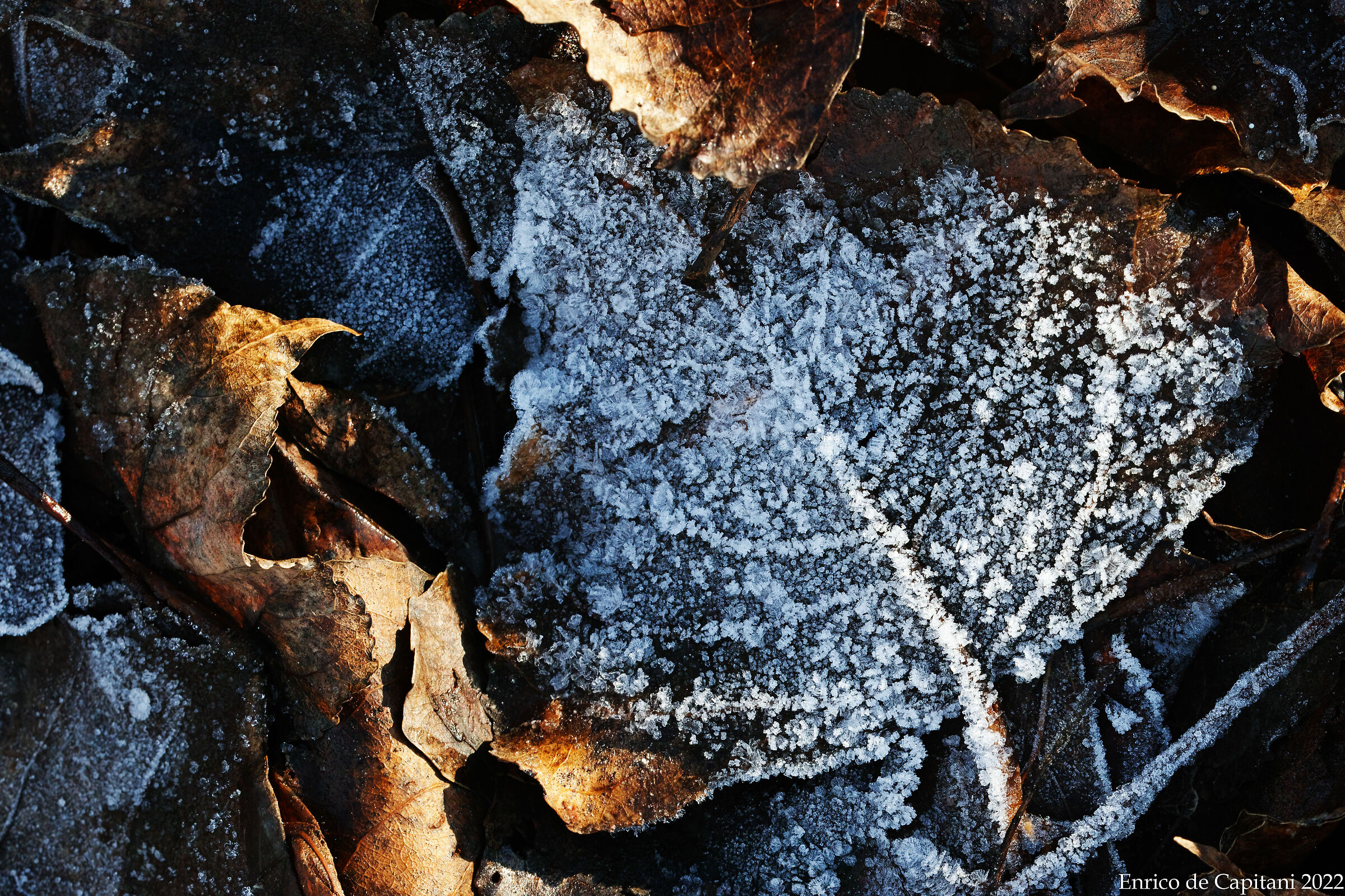 The frost of the night, the light of the morning