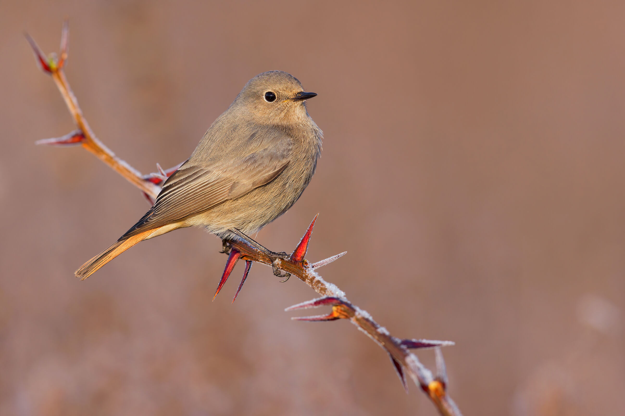 Codirosso Spz Femmina/Immaturo