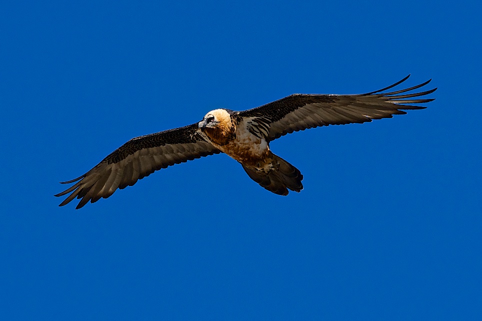 Bearded Vulture