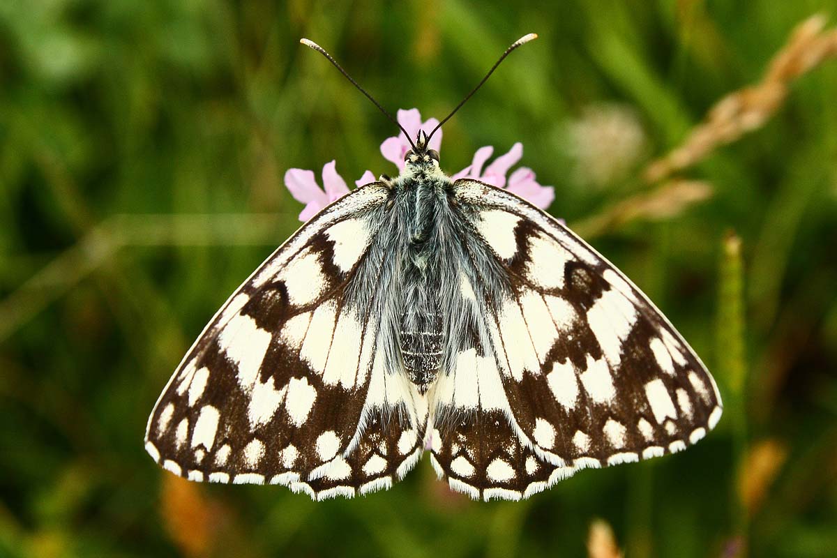 guardate il mio mantello