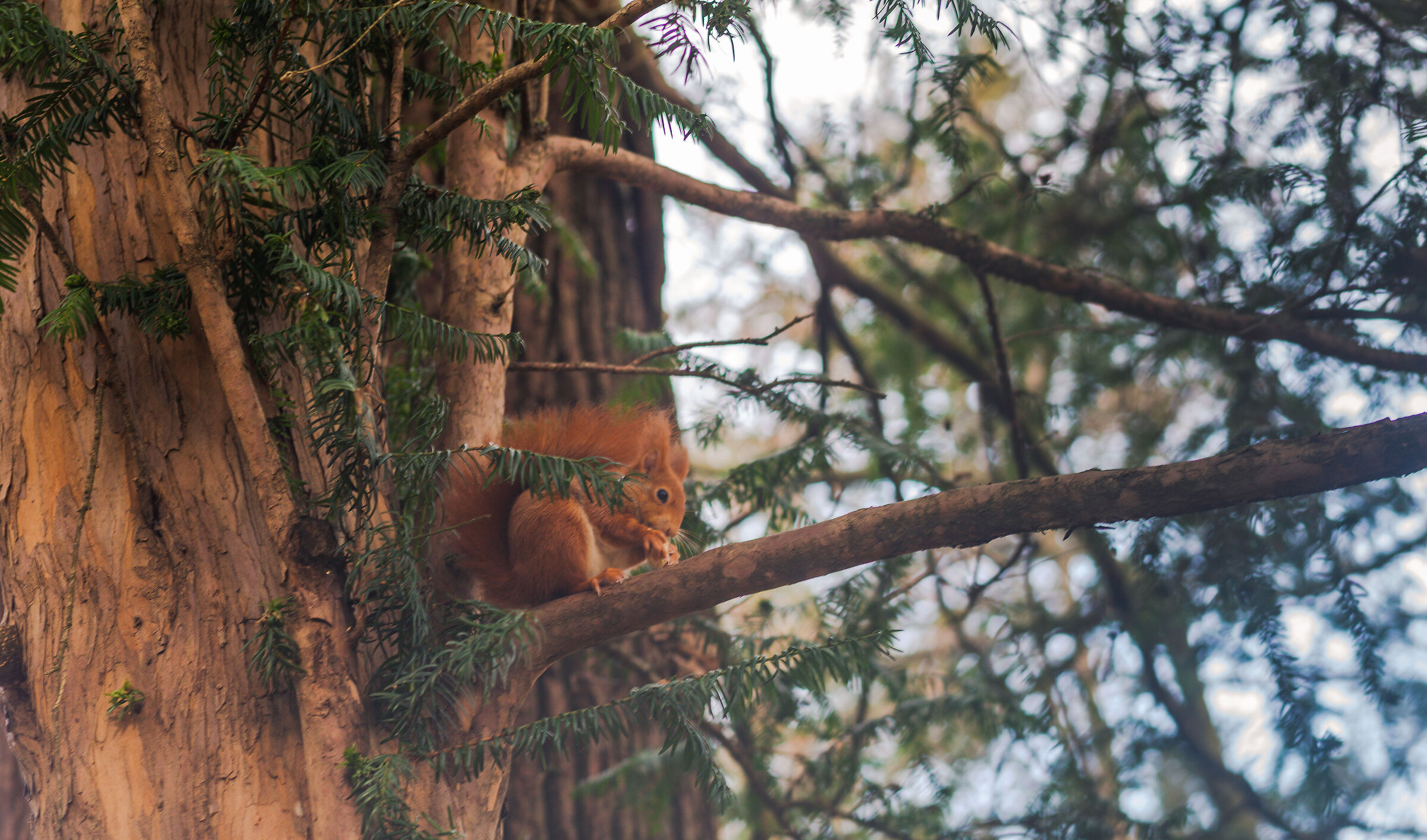 Red Squirrel