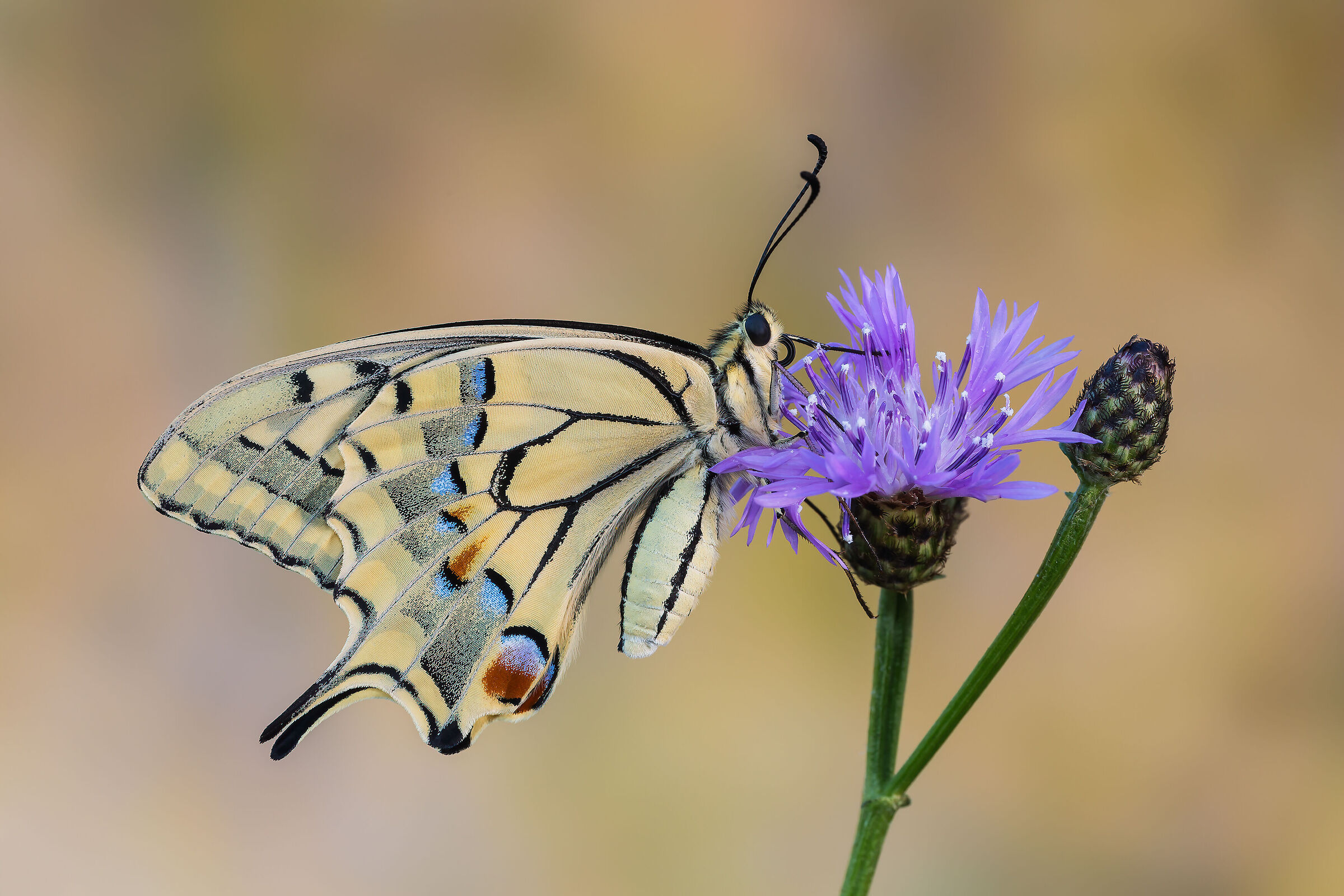 Swallowtail