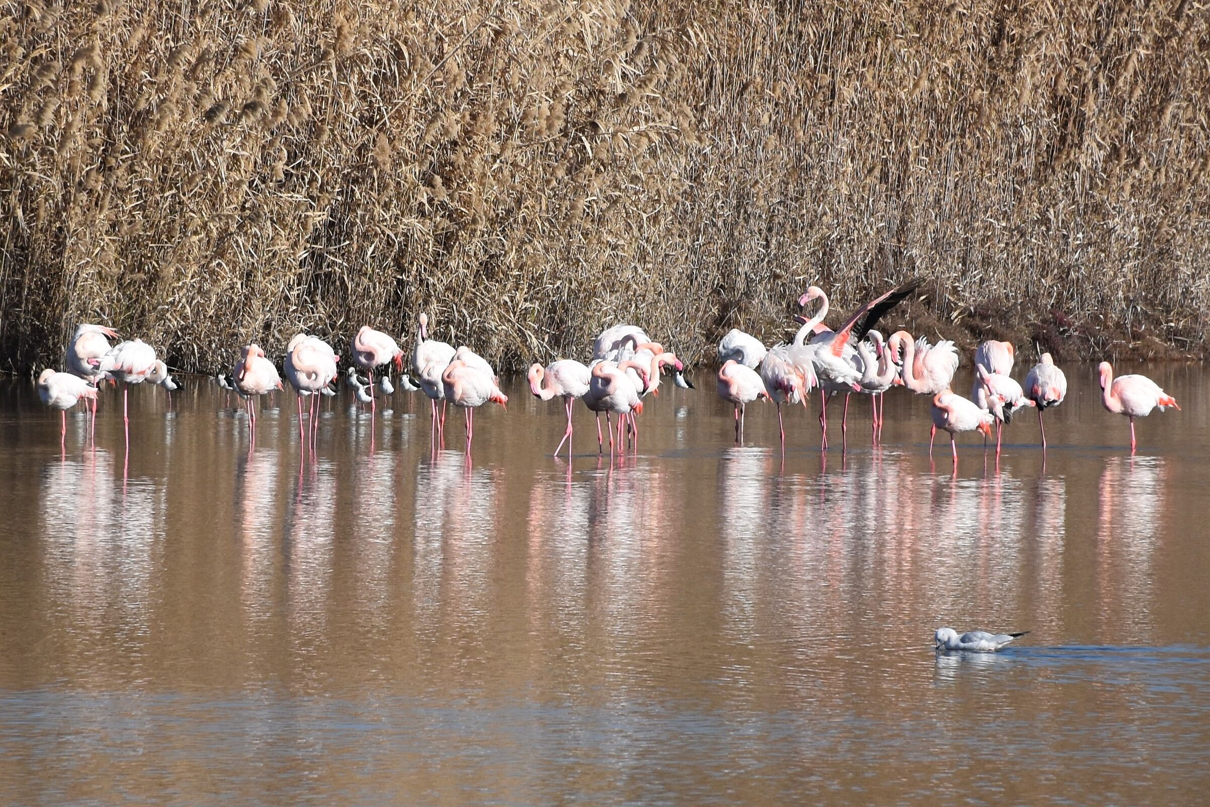 " Tutti insieme appassionatamente"