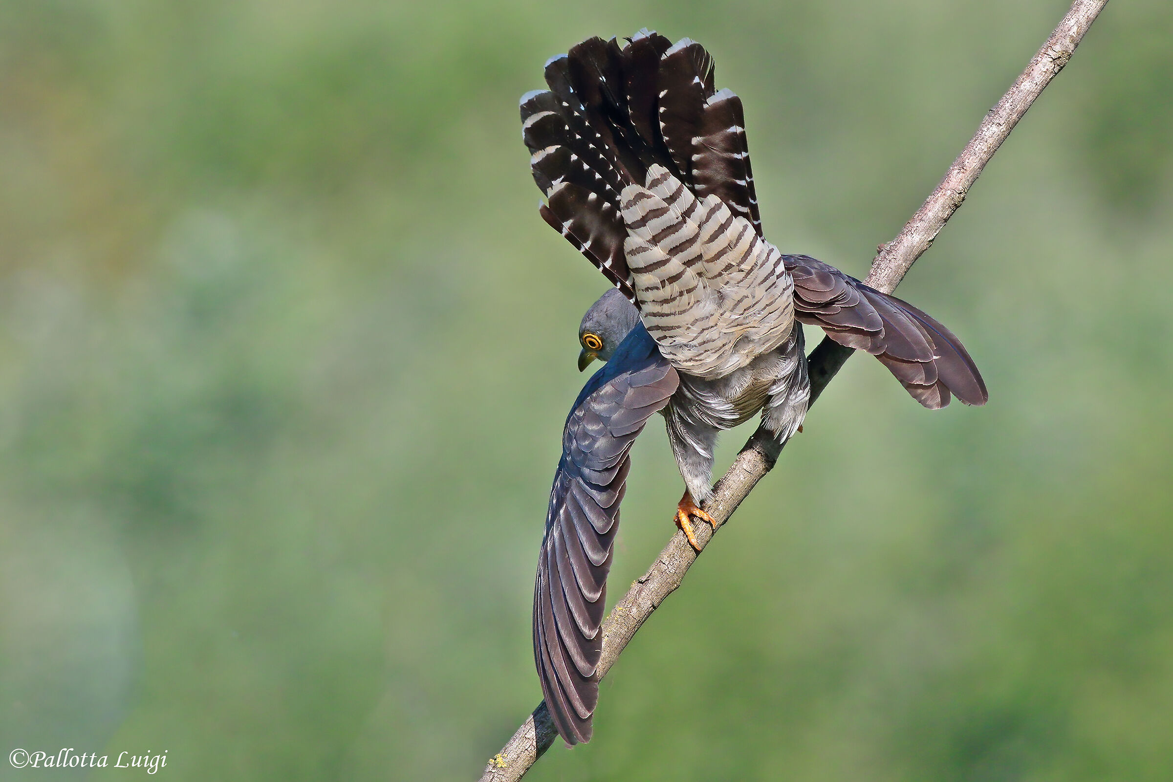 Cuculo (Cuculus canorus)
