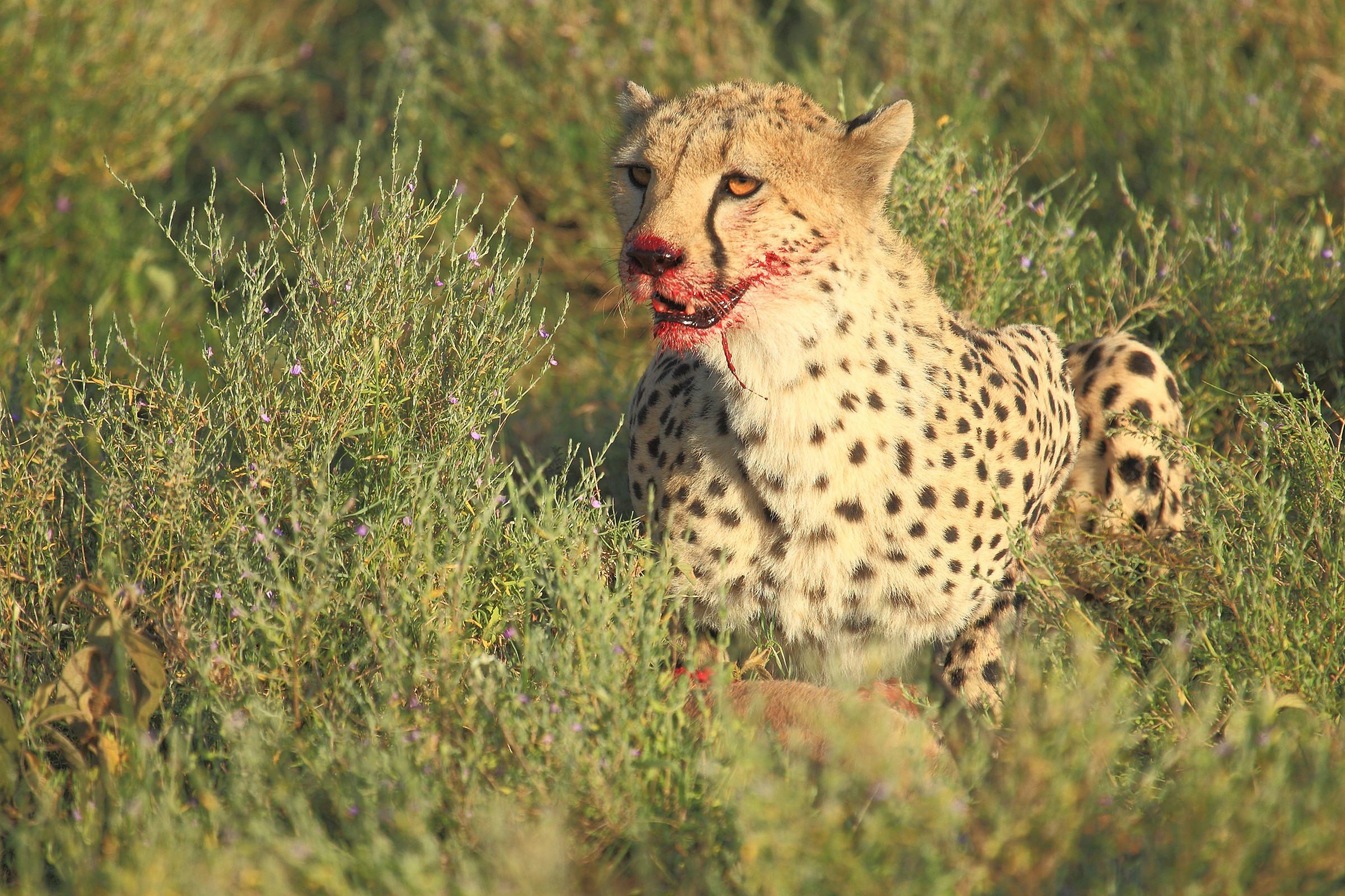 His mouth uplifted from his grim meal ......