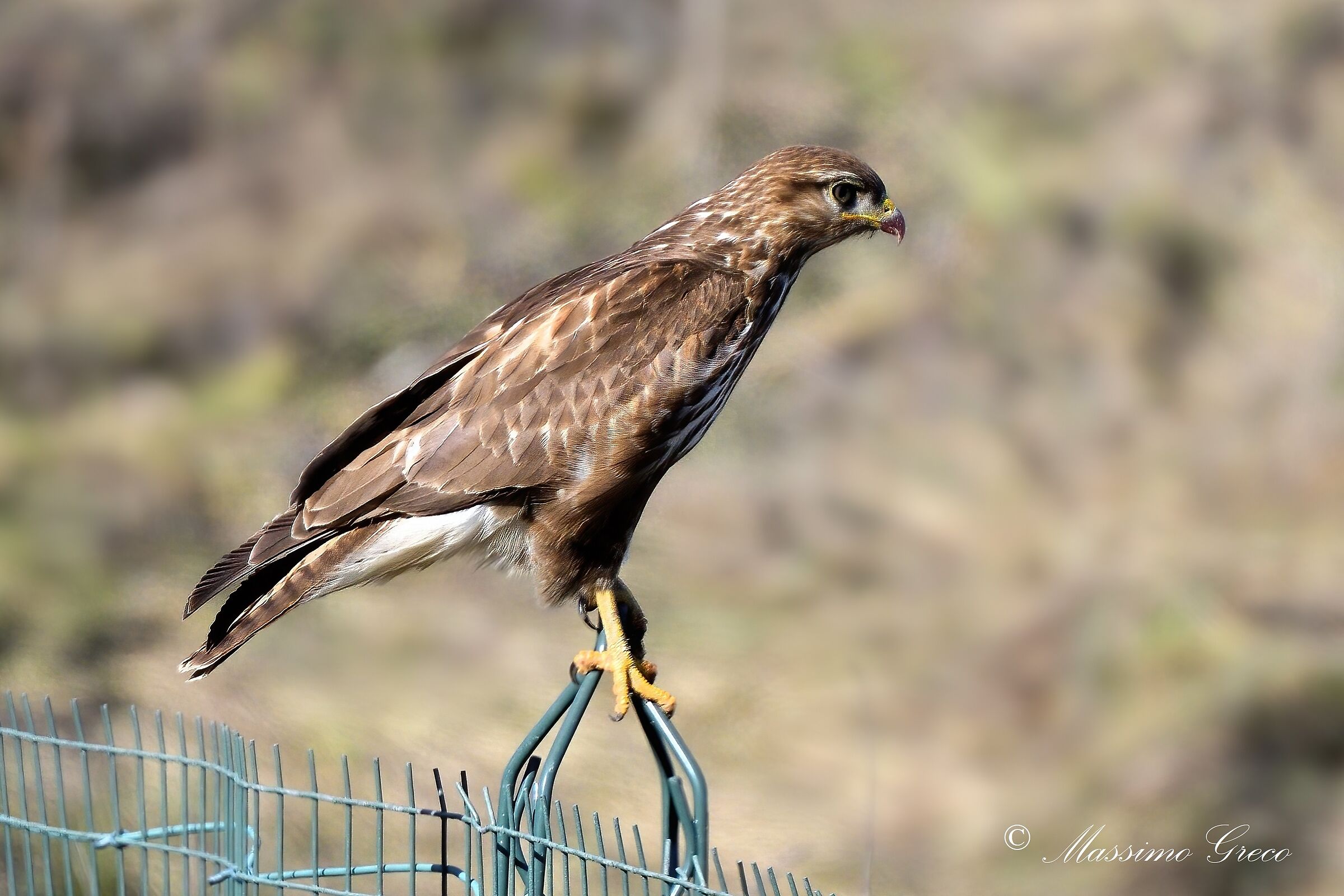 Buzzard (Buteo buteo)