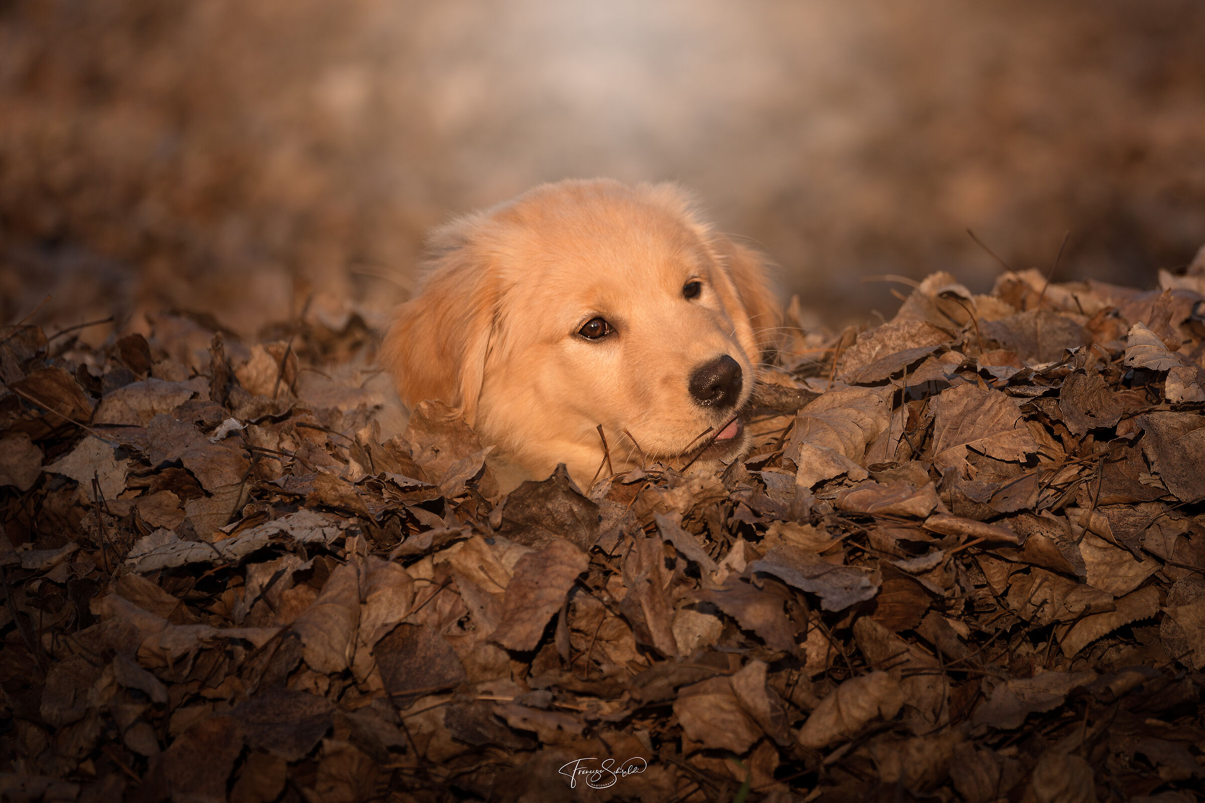 Maggie immersa tra le foglie