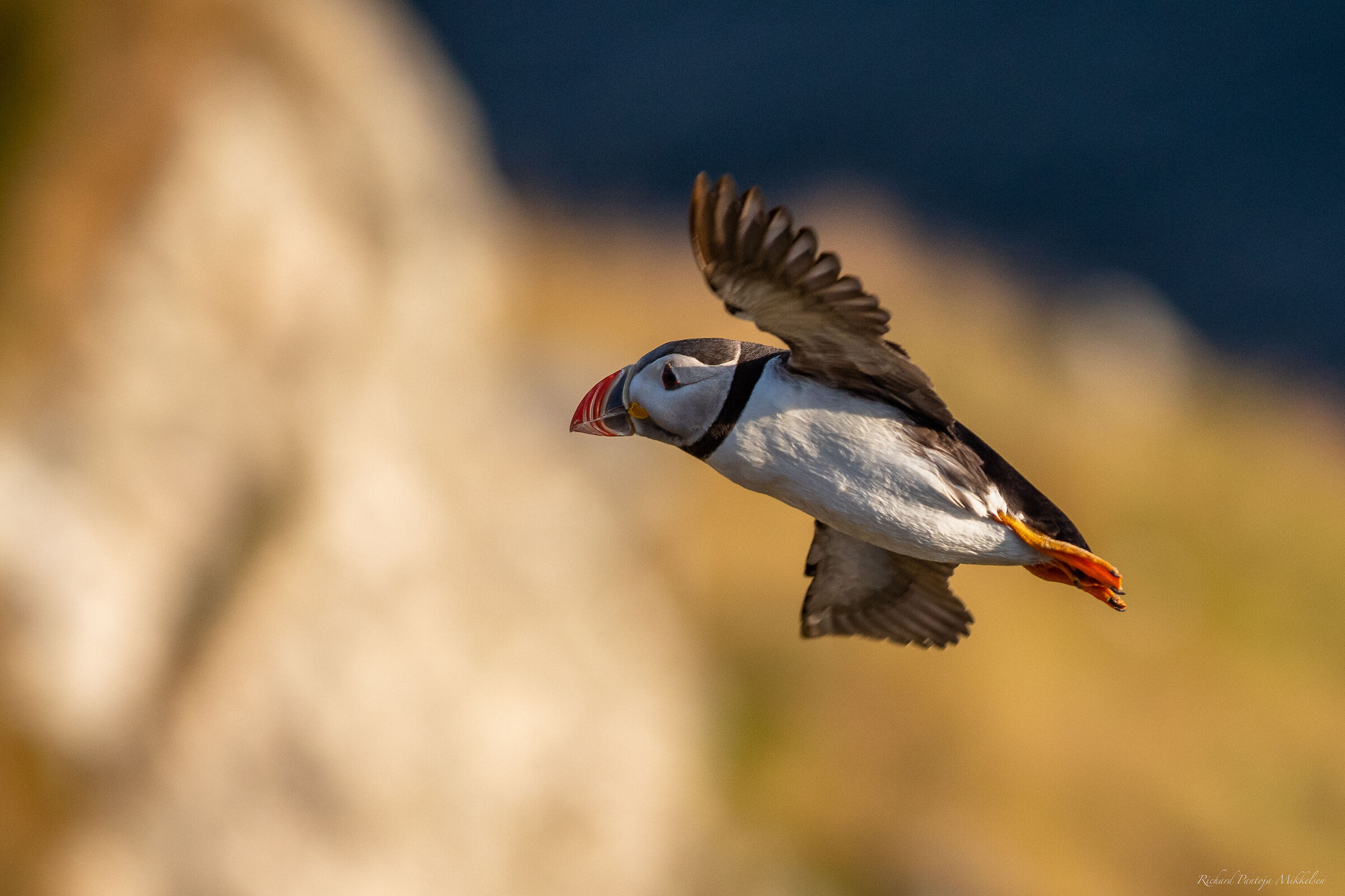 Atlantic puffin