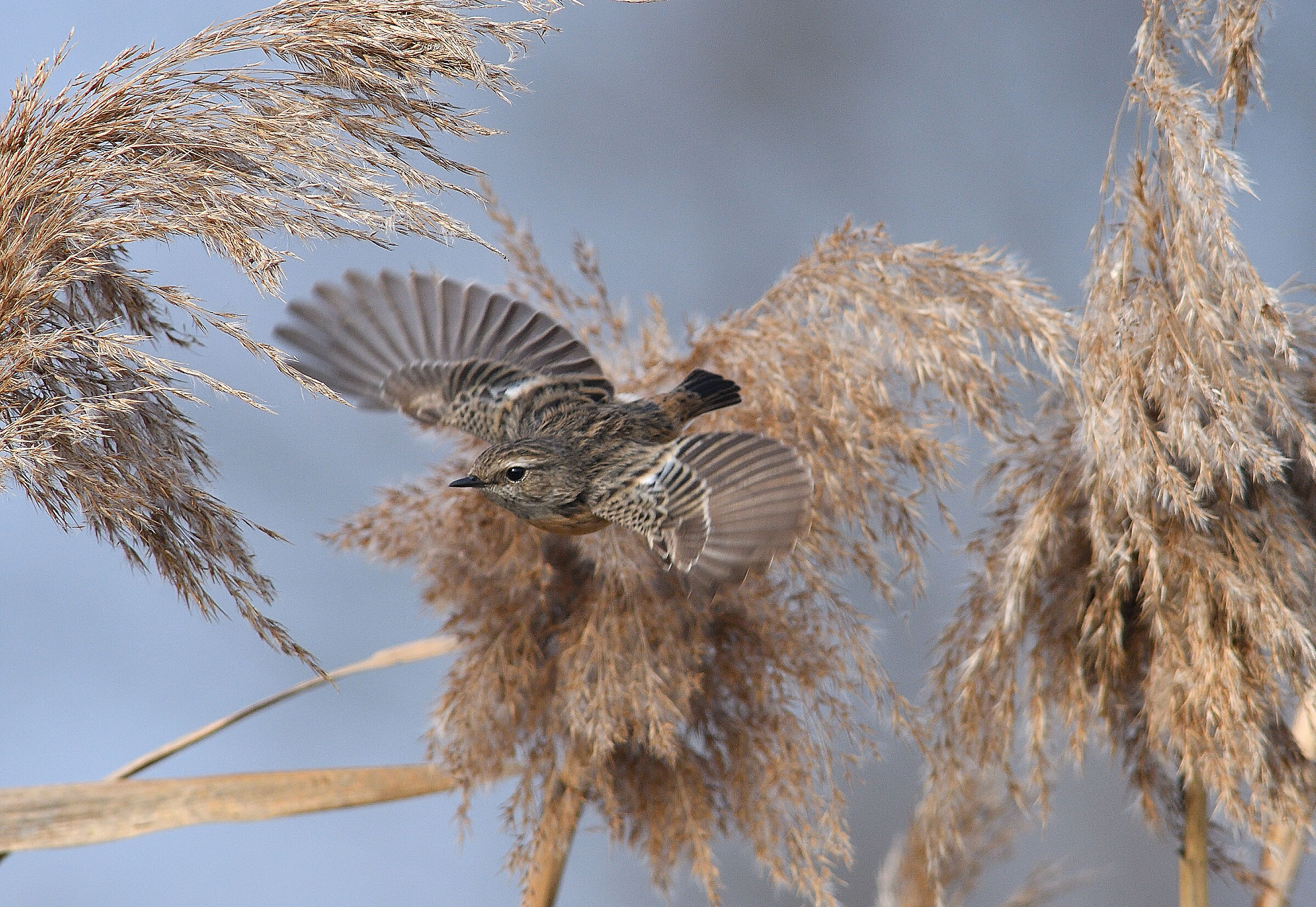 The flight of the Saltimpalo..