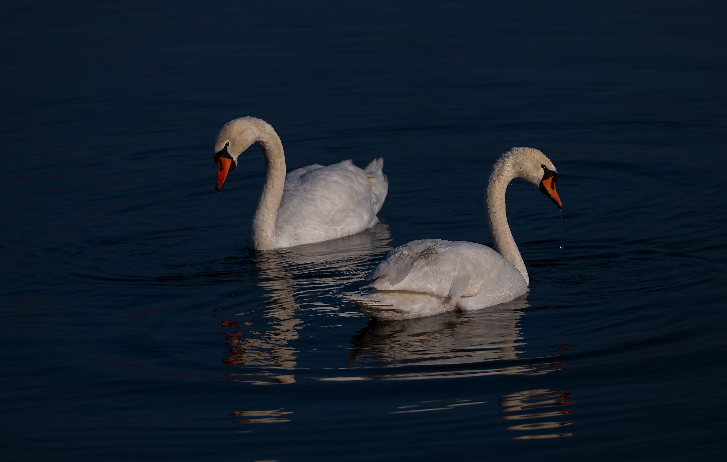 swans
