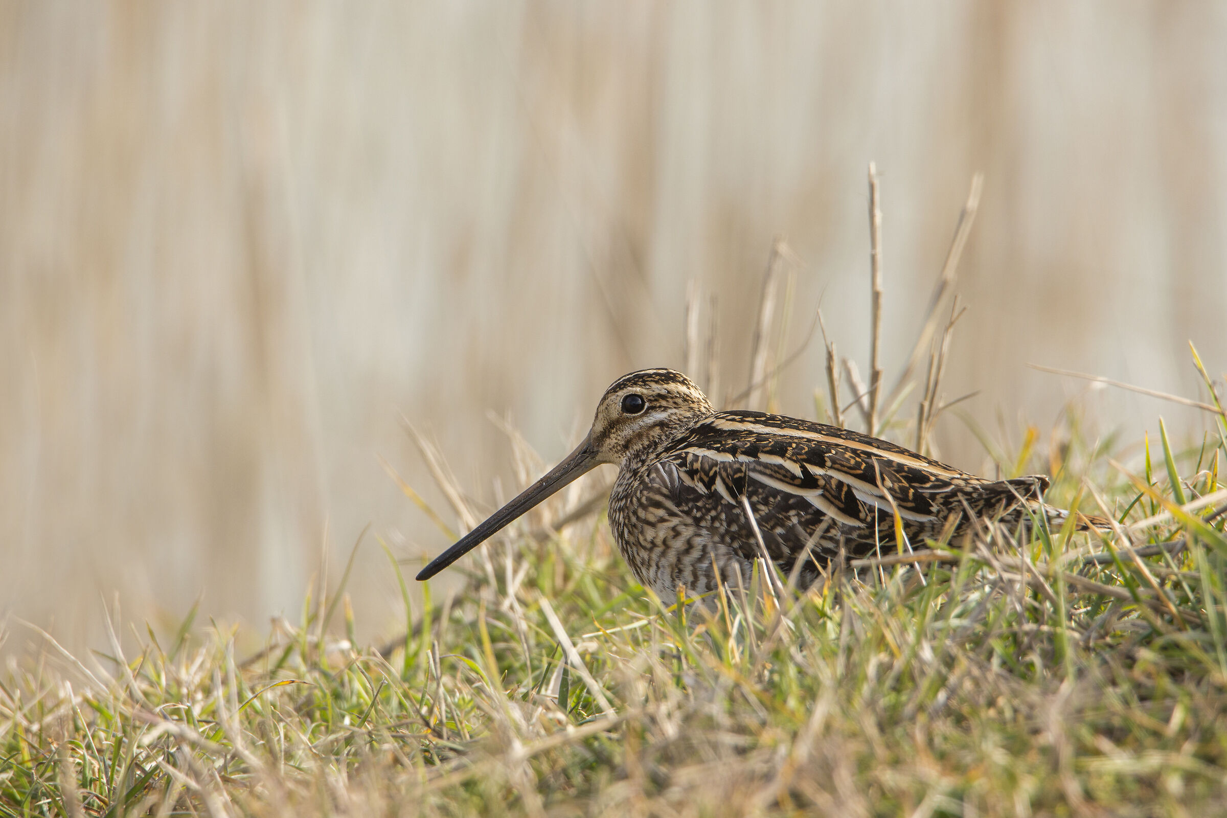 Beccato il beccaccino!