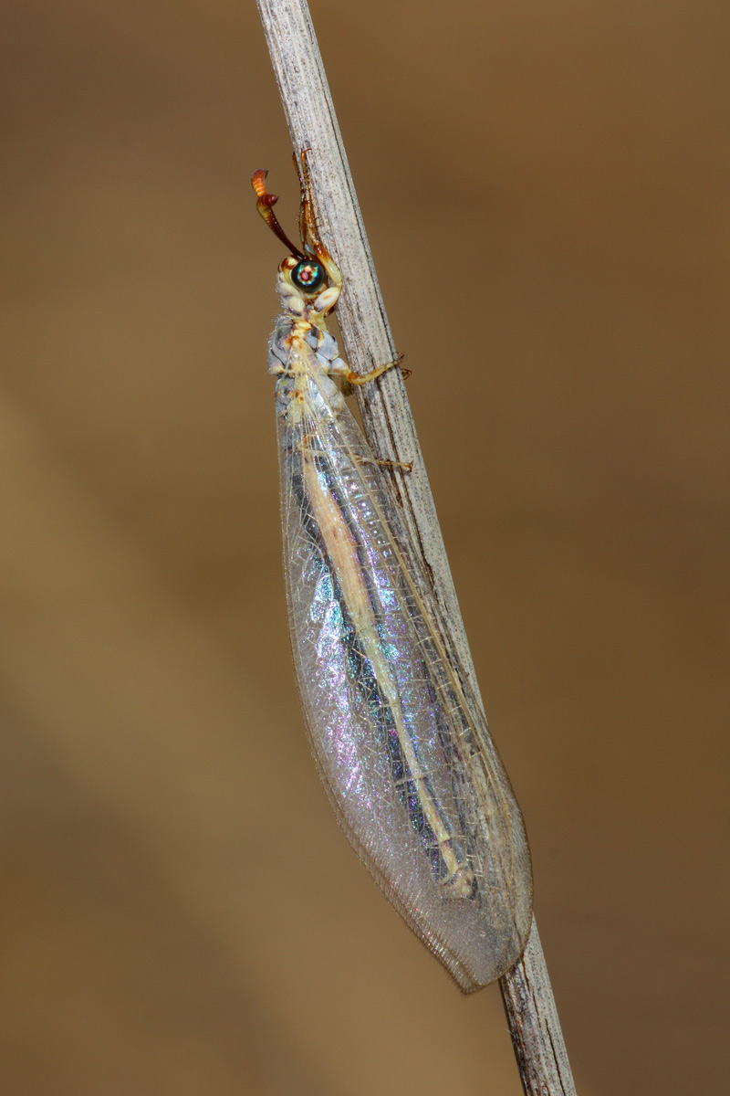 Myrmeleon Hyalinus (Myrmeleontidae)