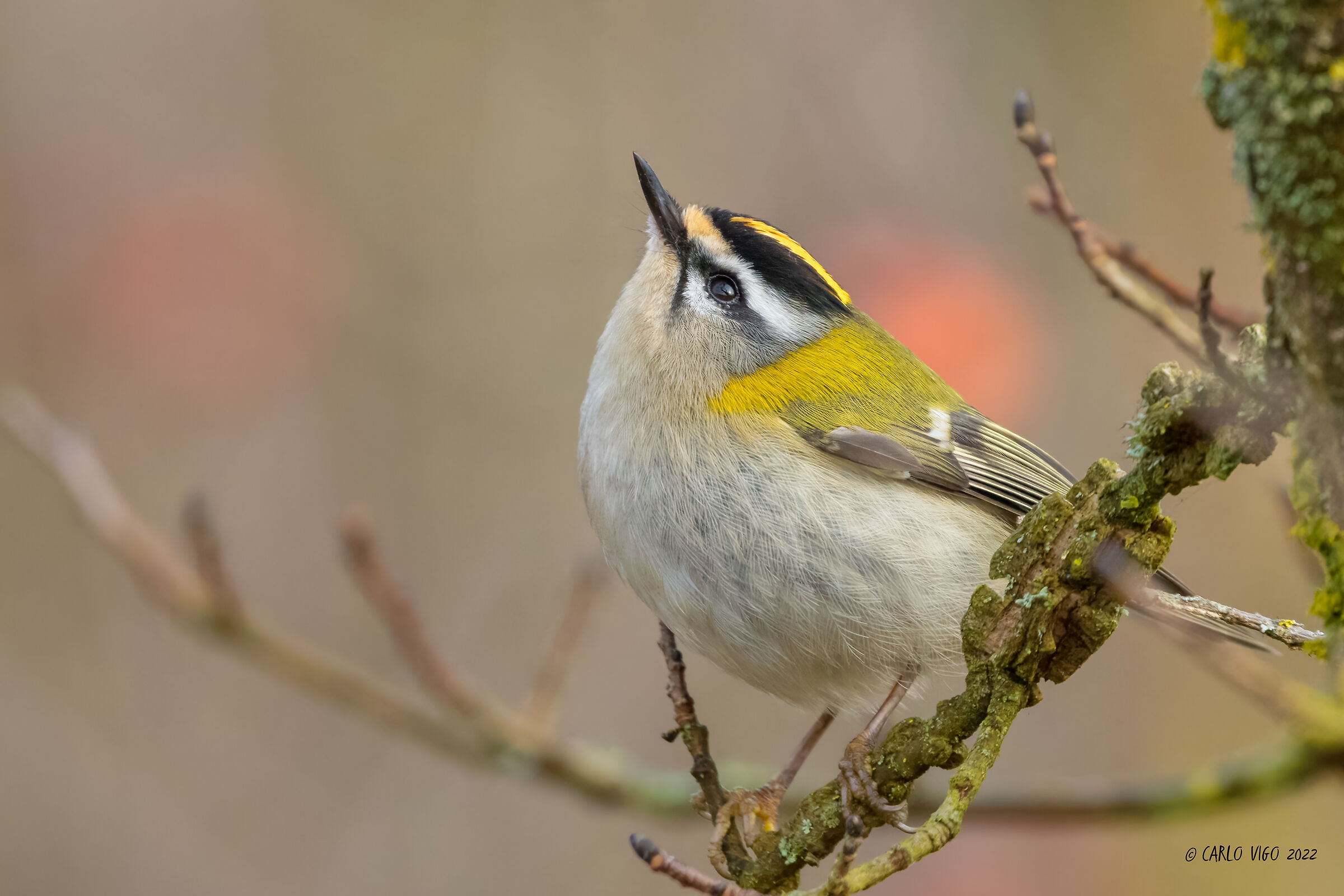 Firecrest