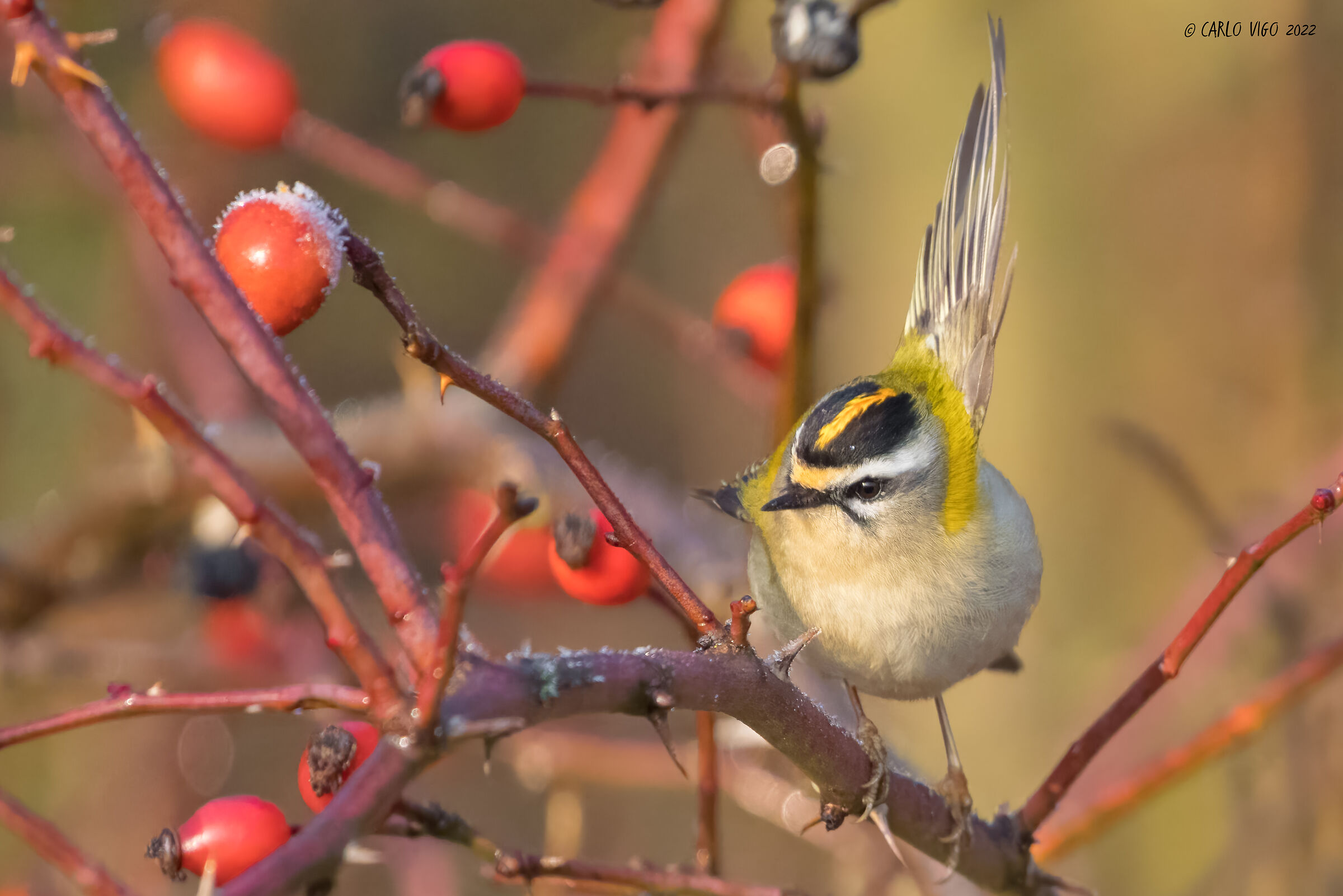 Firecrest