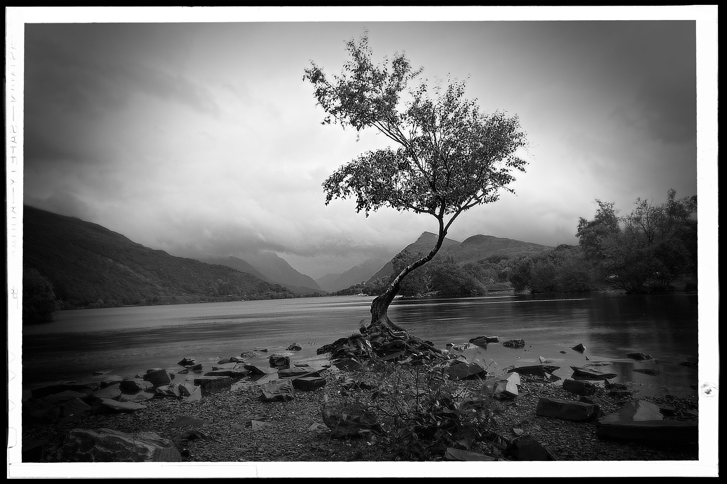 the lone tree bnw