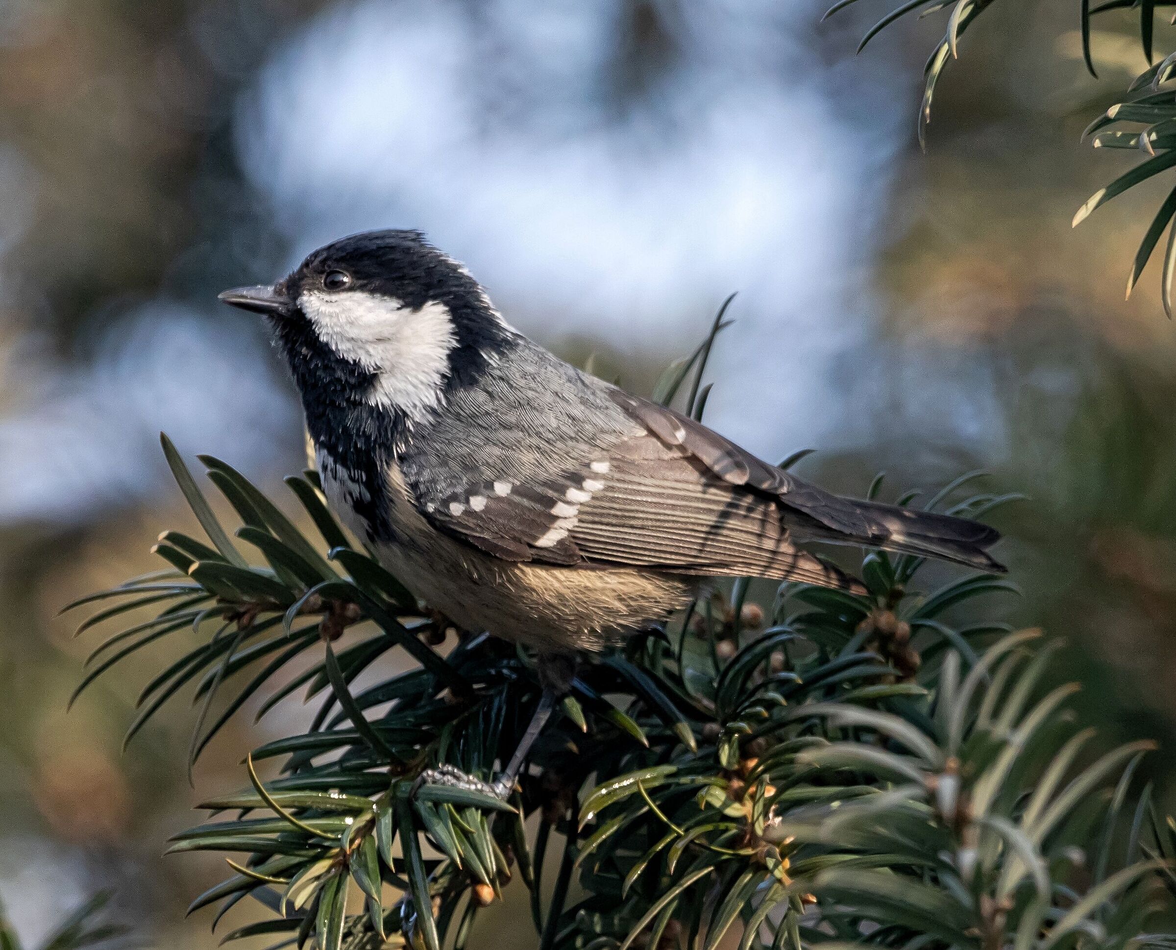 Cincia Mora in sosta 24/01/2022