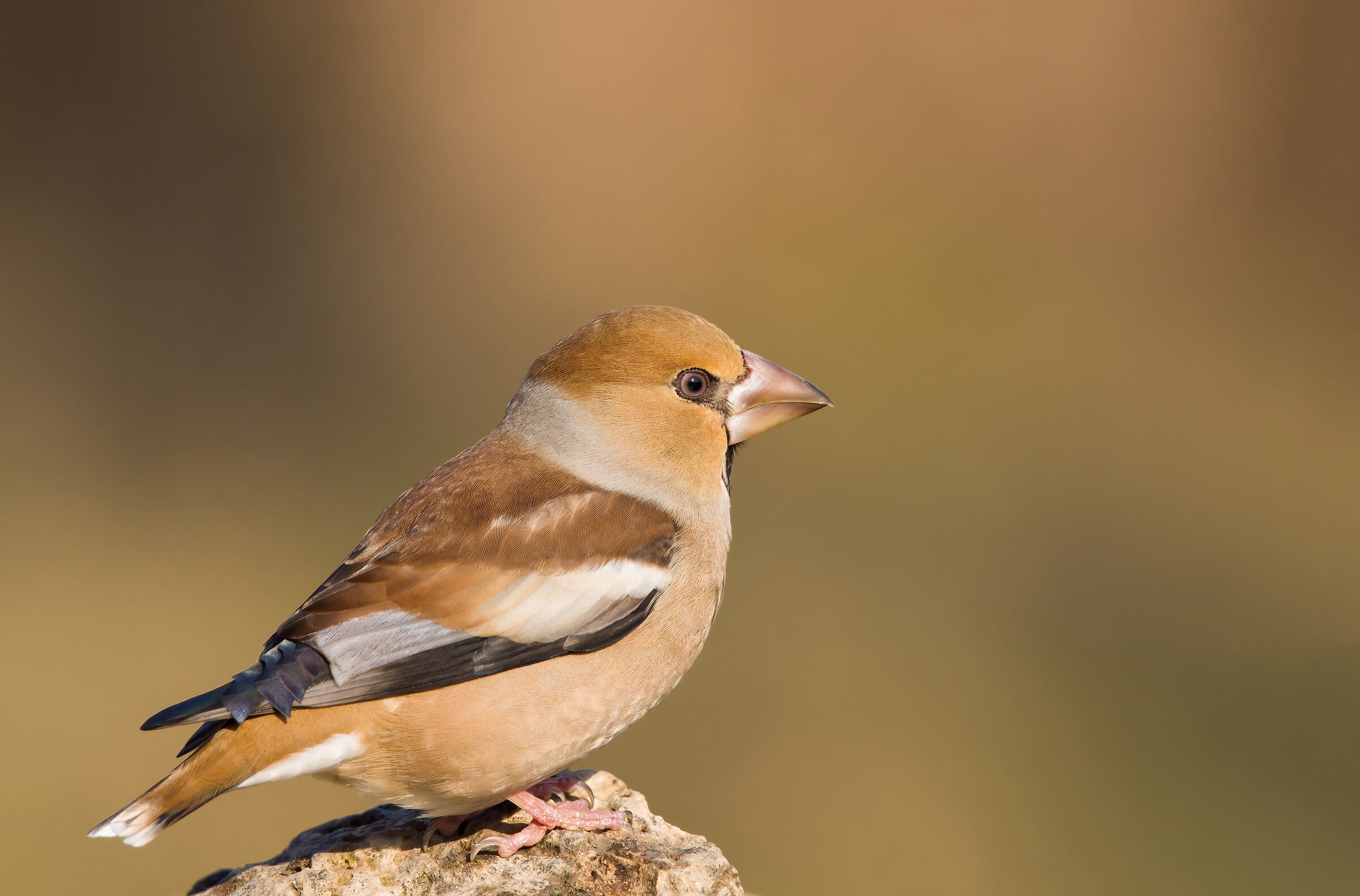 Hawfinch
