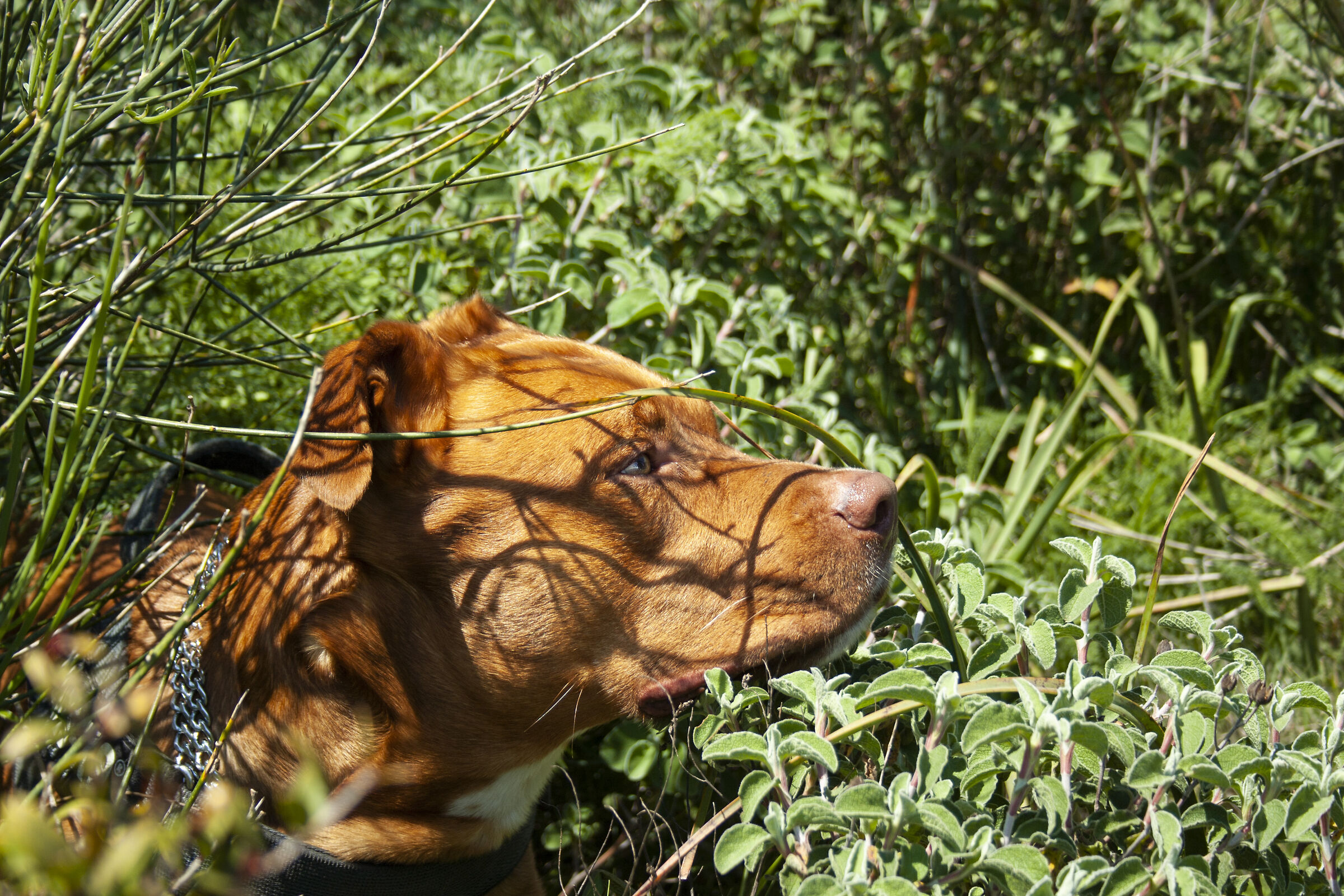 Ciruzzo into the wild