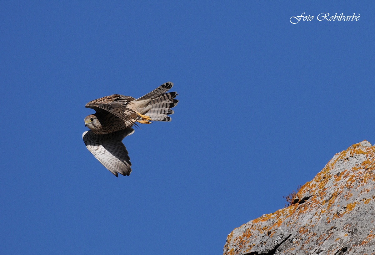 Gheppio.... femmina....