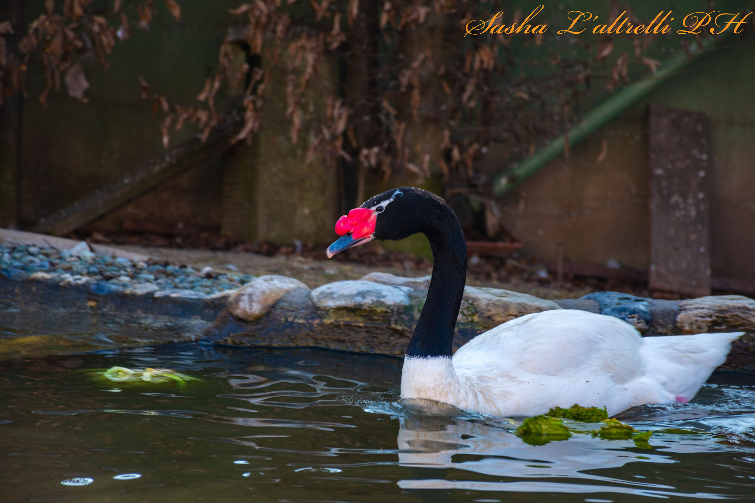 Sguazzando nello stagno