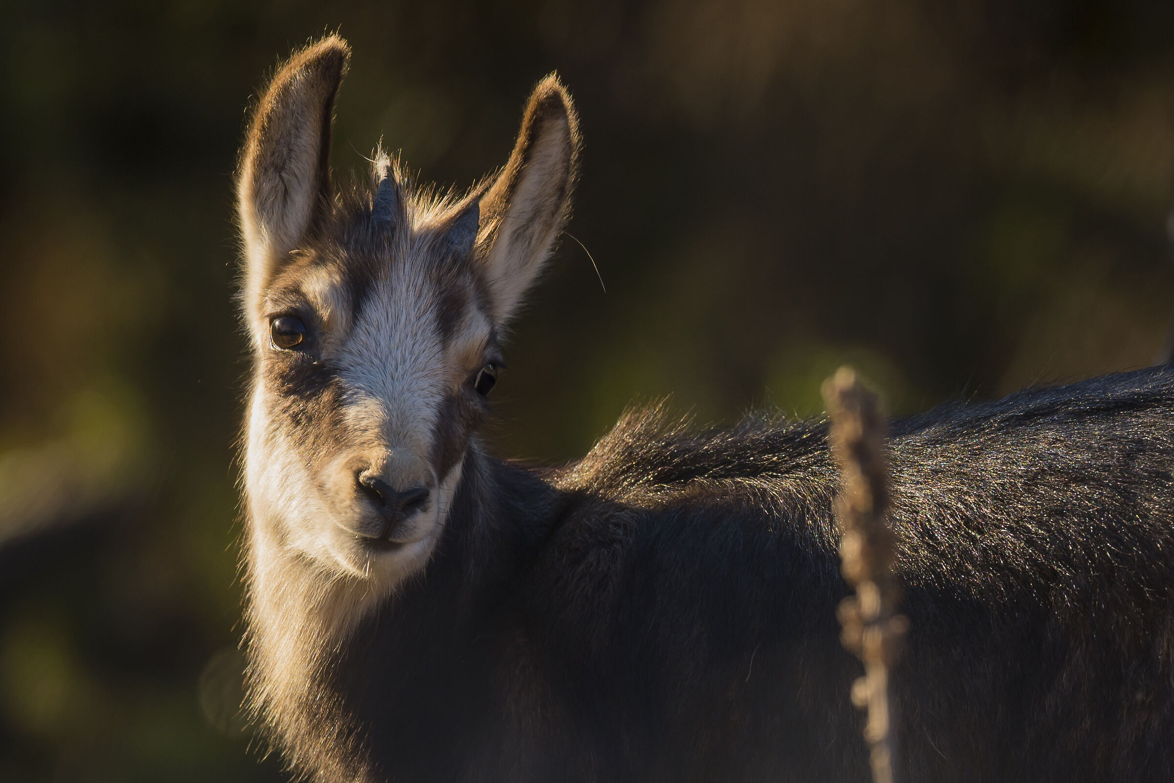Young chamois at dawn