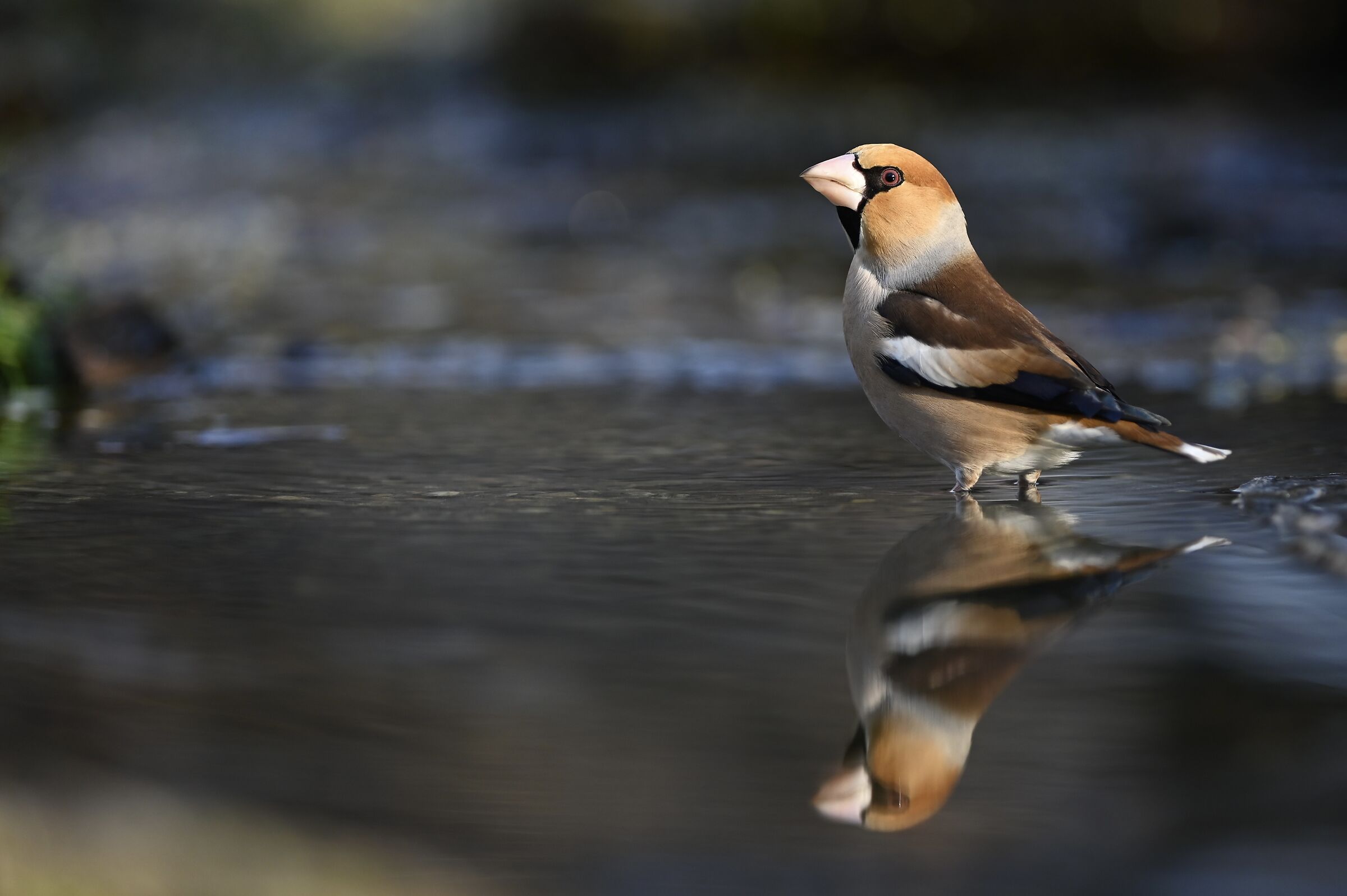 Hawfinch