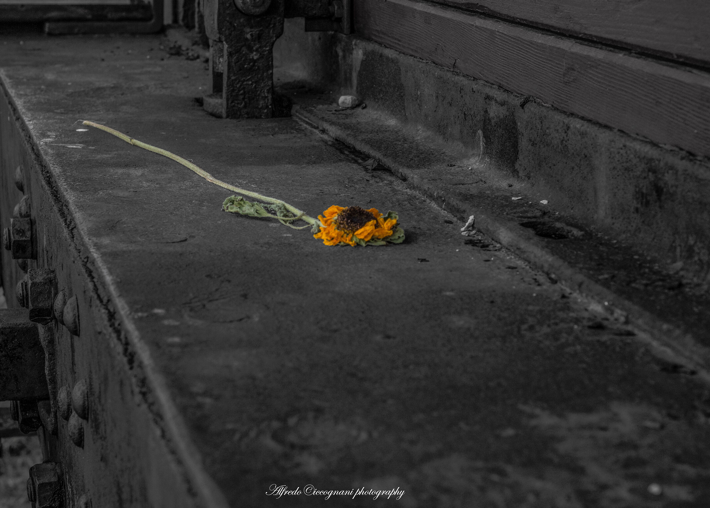 Un fiore sgualcito dal tempo