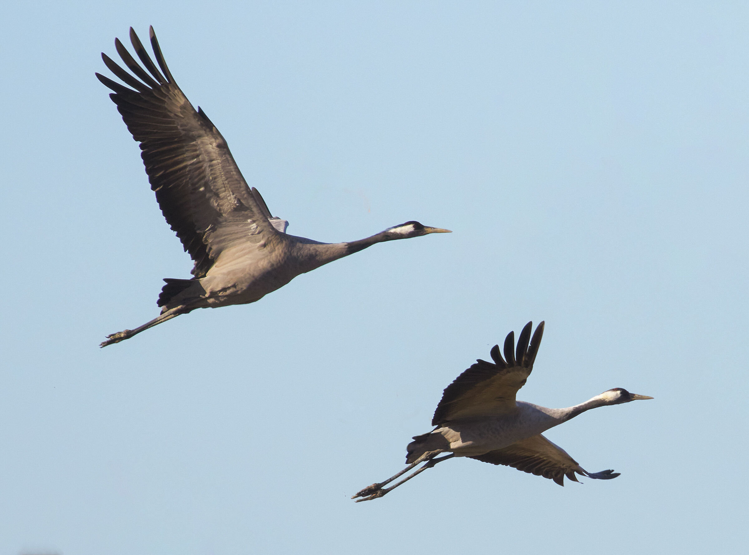 Ash cranes