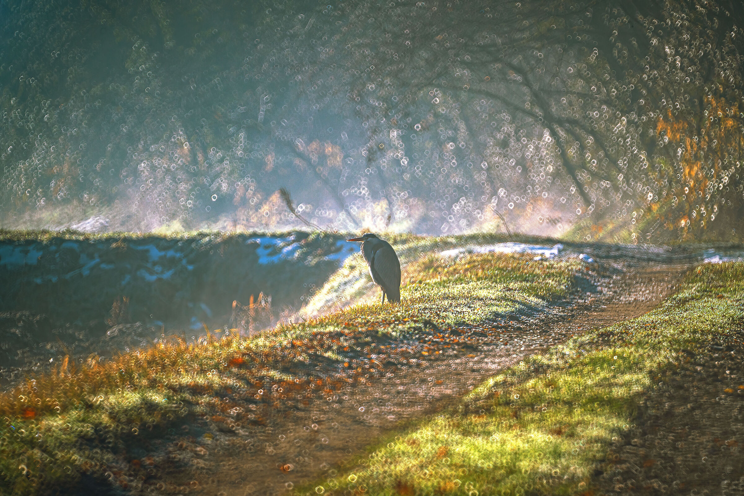 La foresta incantata