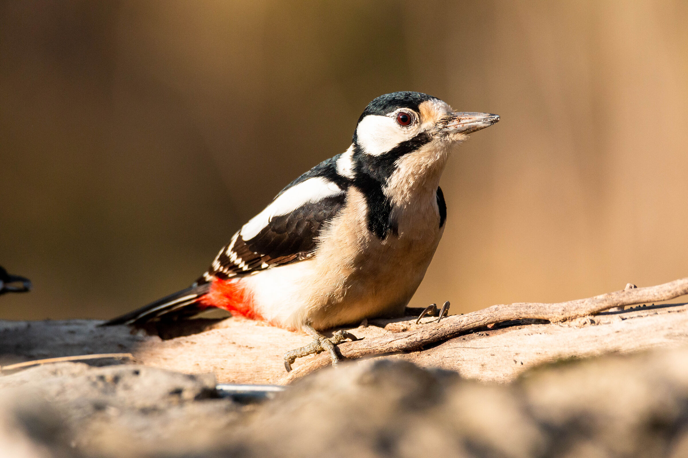 Picchio rosso maggiore