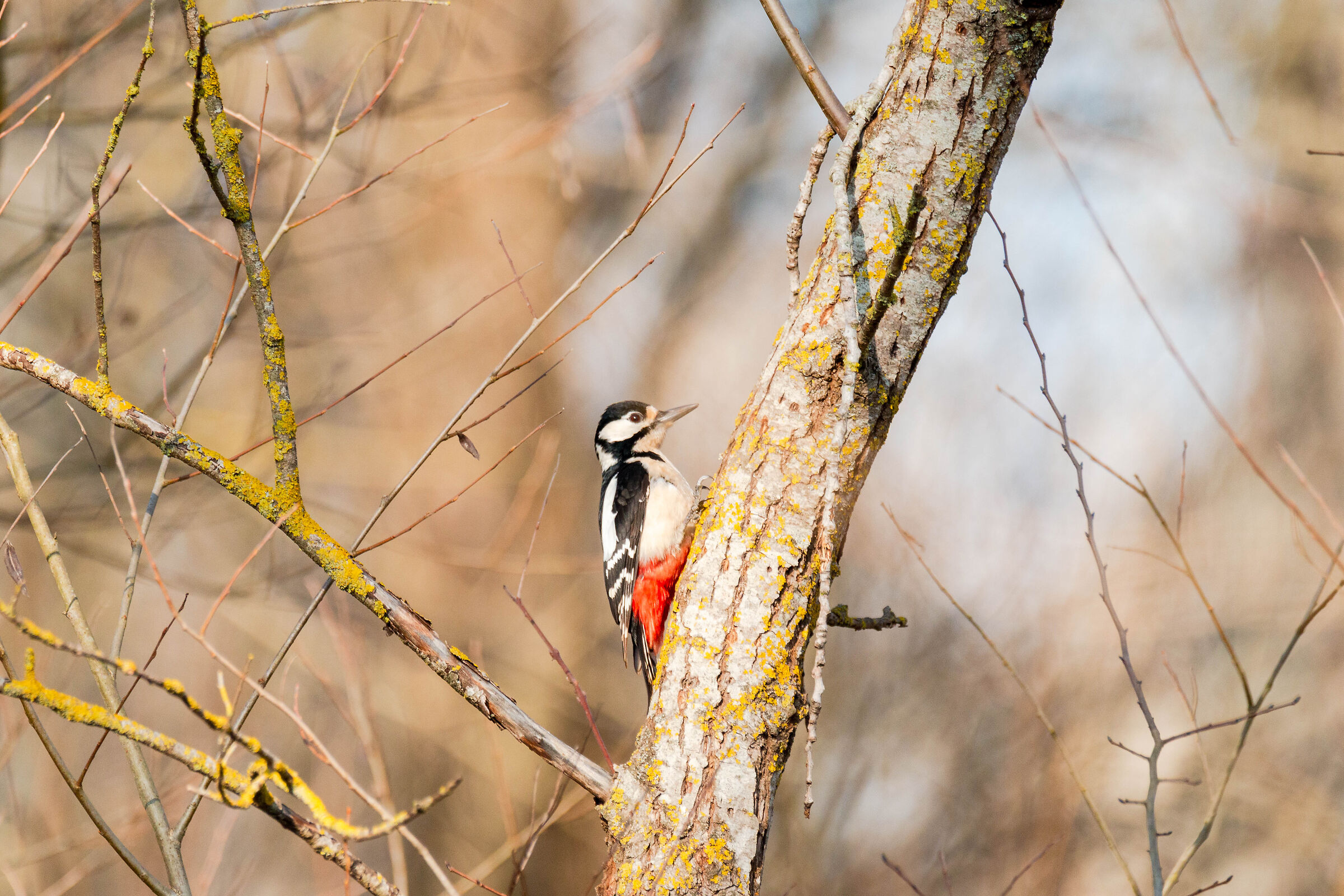 Picchio rosso maggiore