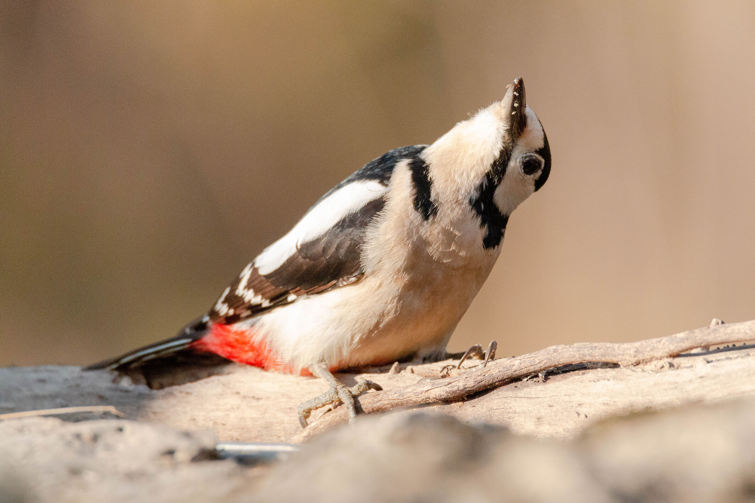 Picchio rosso maggiore