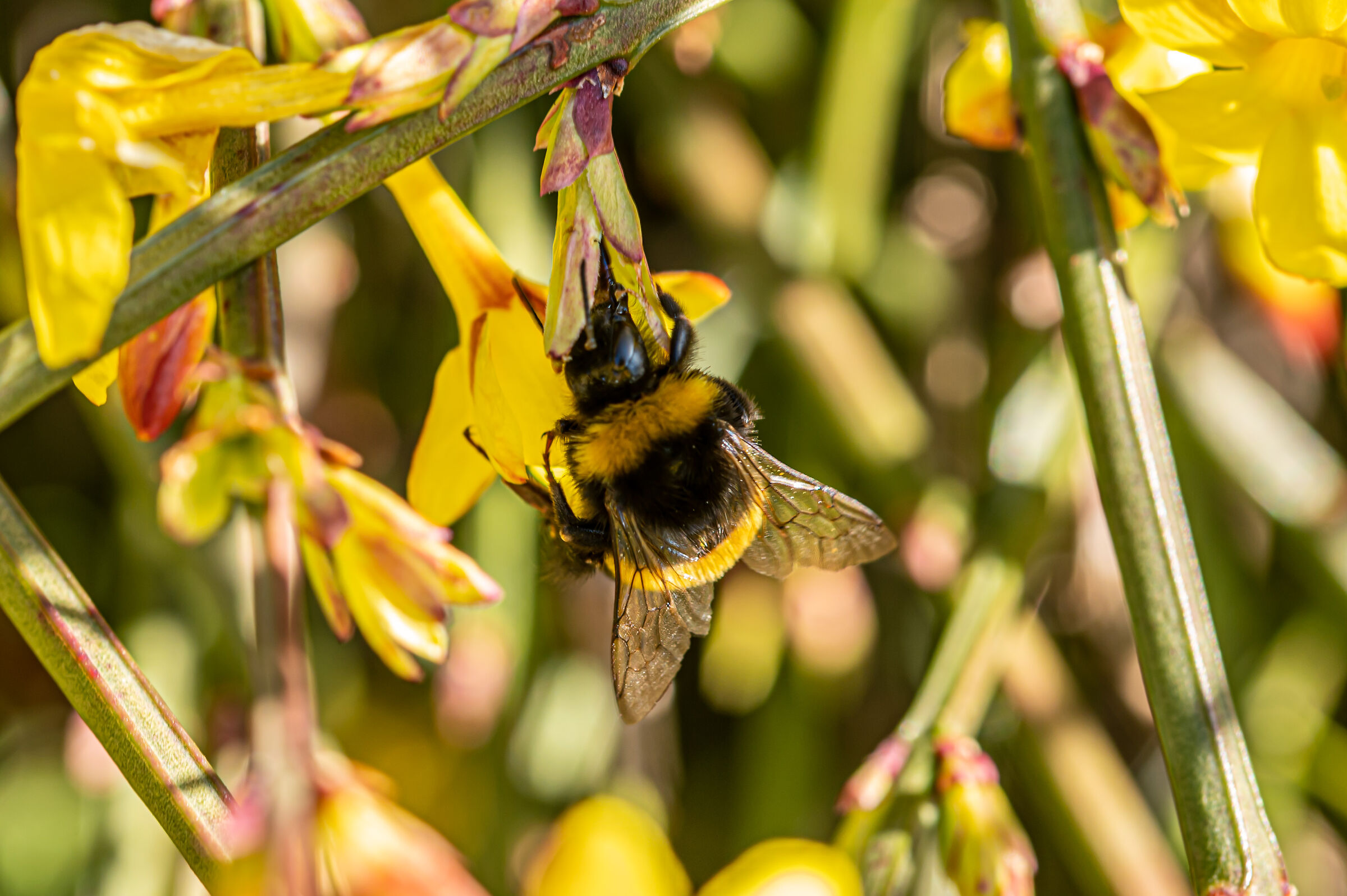 Bombus Bumblebee