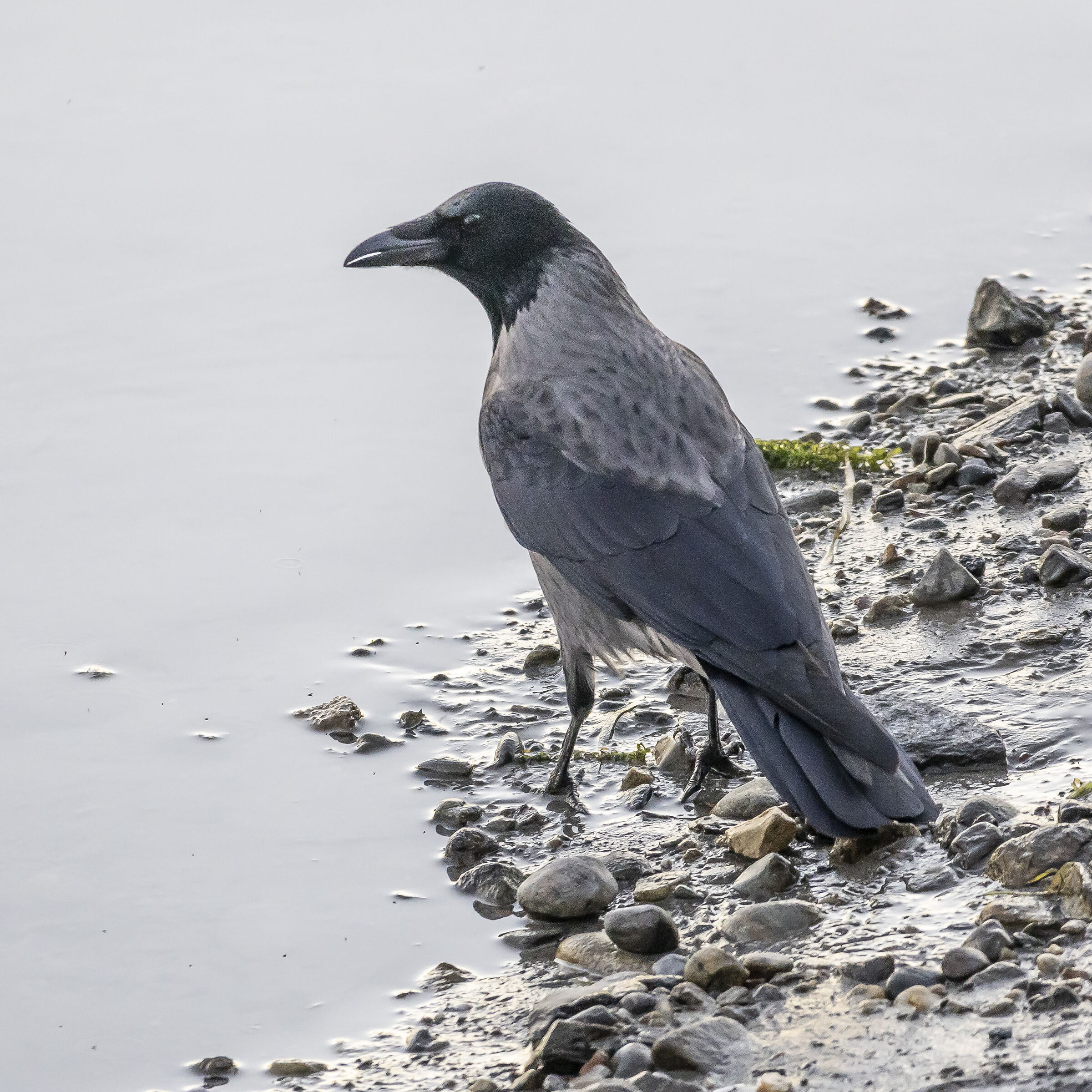 Grey Crow - Sunday 19 December 2021, 16:45:02