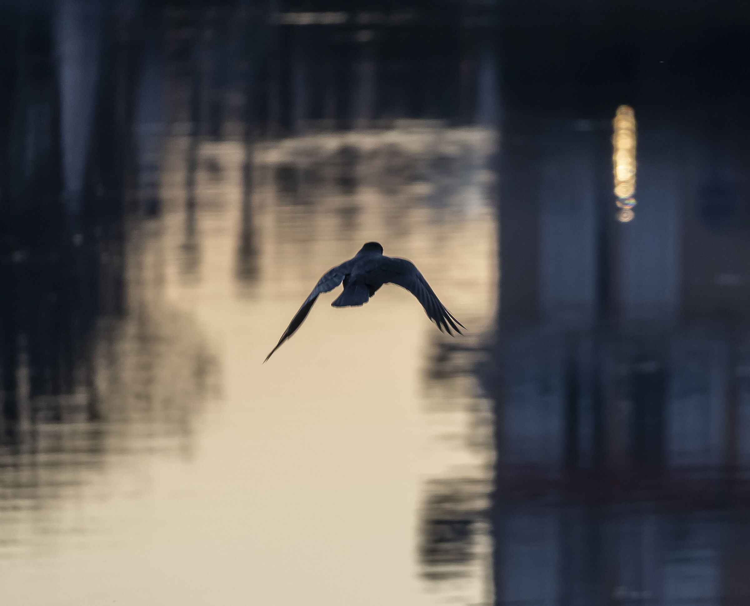 Grey Crow - Sunday 19 December 2021, 16:47:40