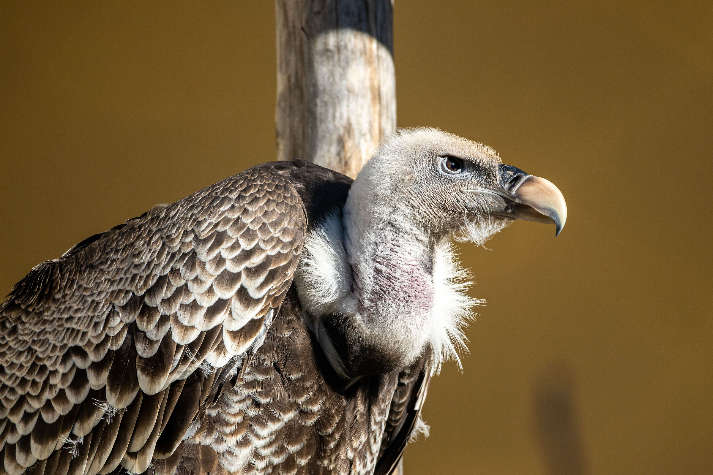 Vulture - Test RF 100-400 + RF multiplier 1.4
