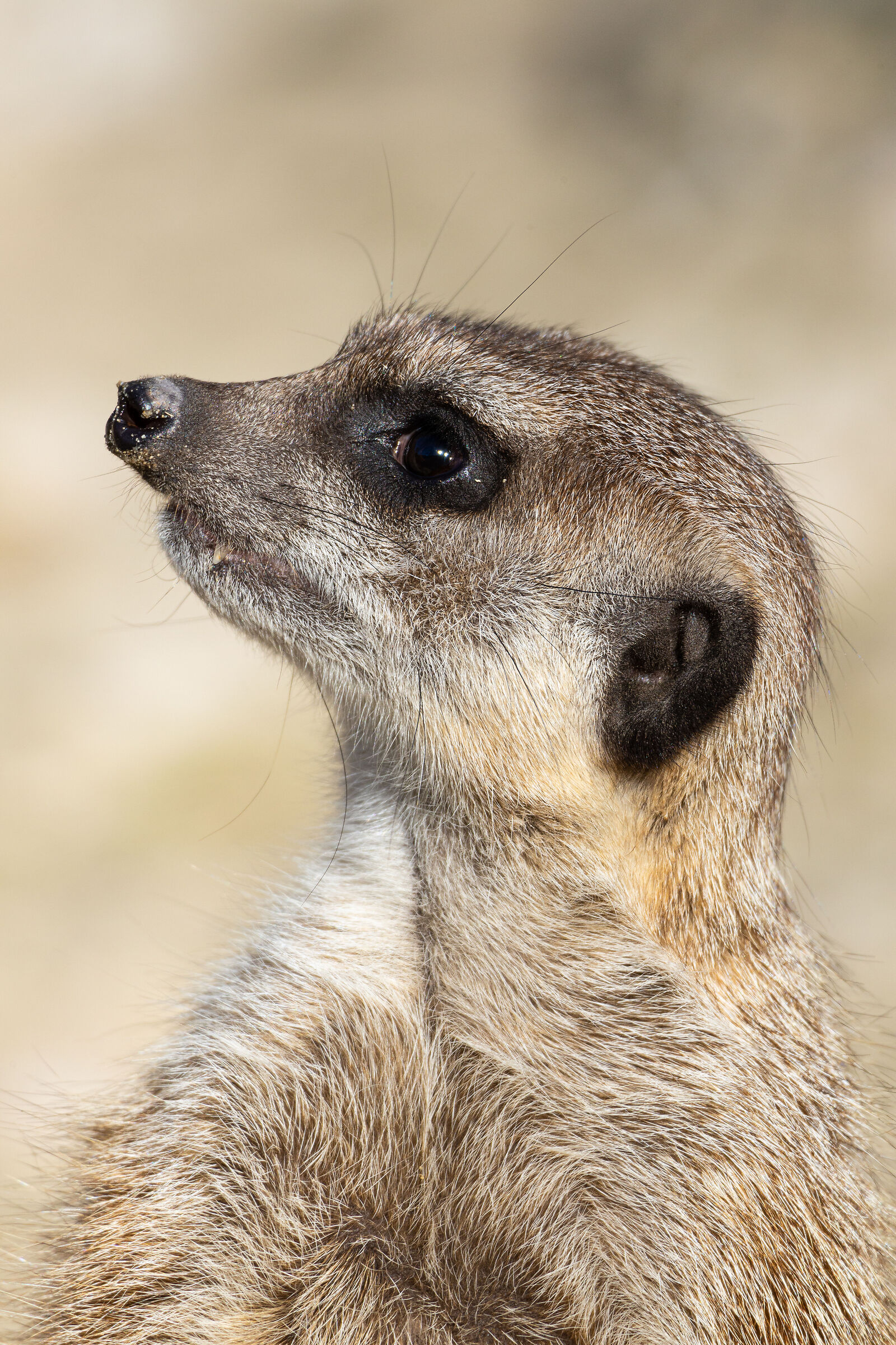 Suricata - Test RF 100-400 + RF multiplier 1.4