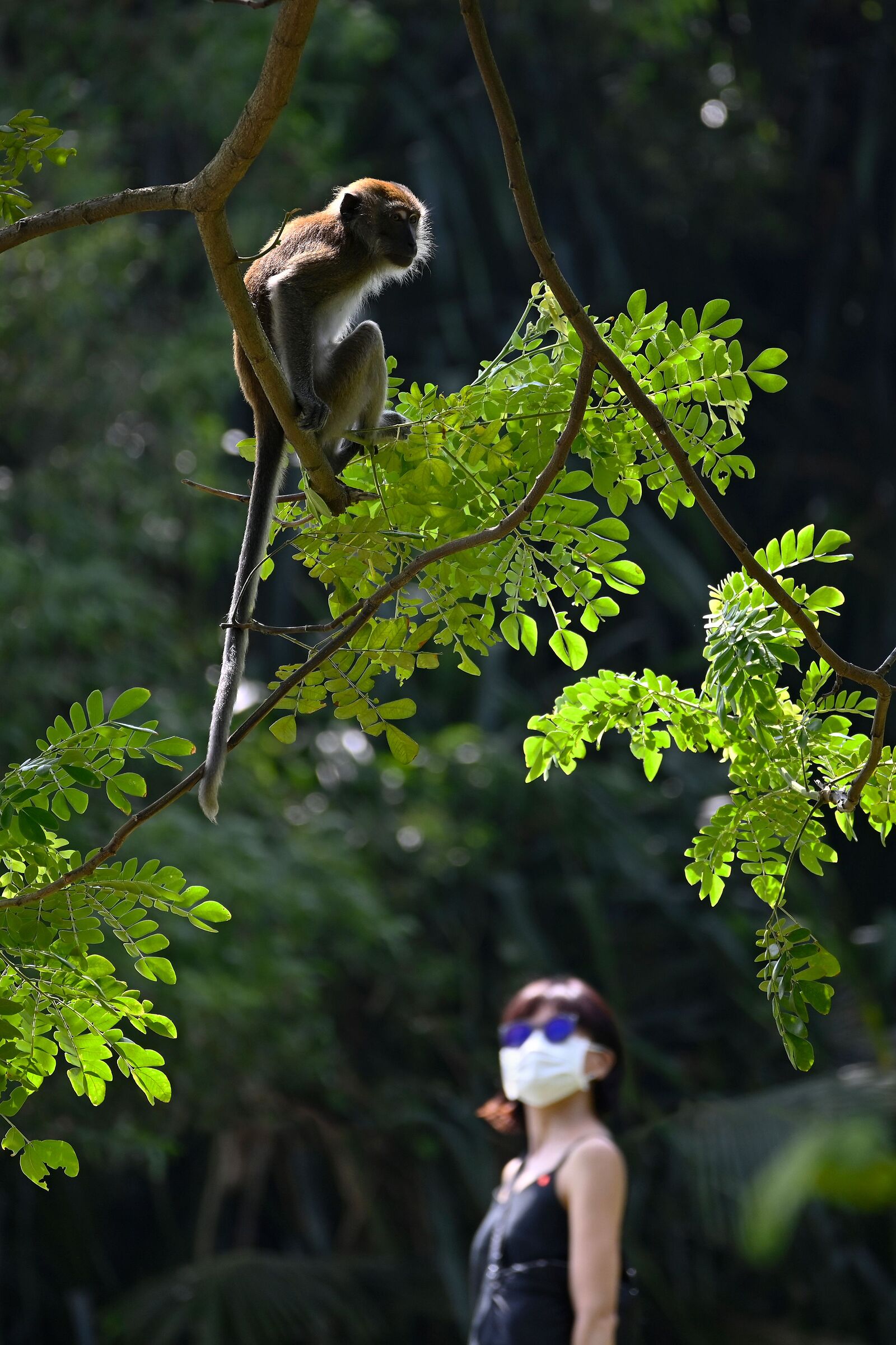 Beware of monkeys!