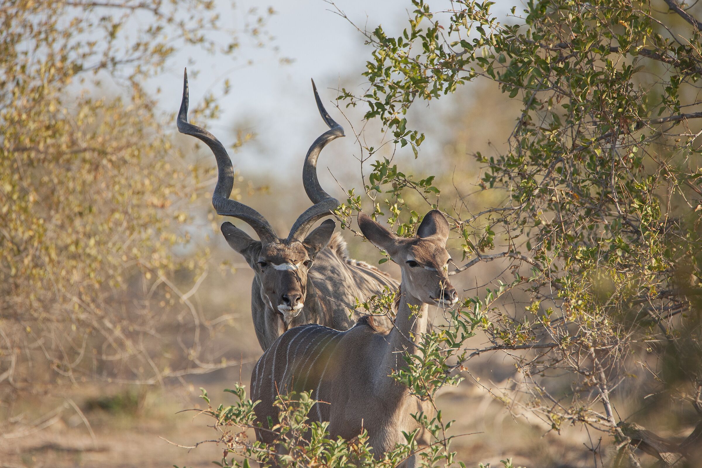 Coppia di Kudu