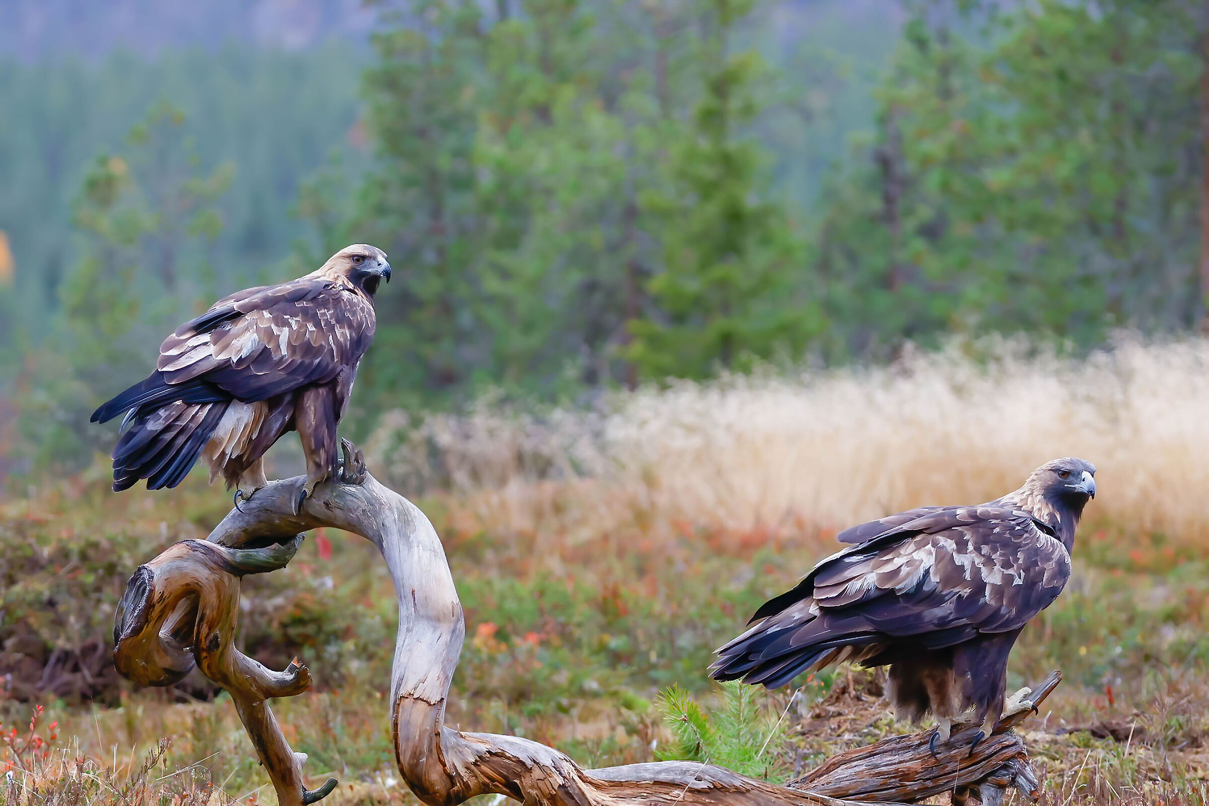 Marito e moglie (Aquila reale - Aquila chrysaetos)