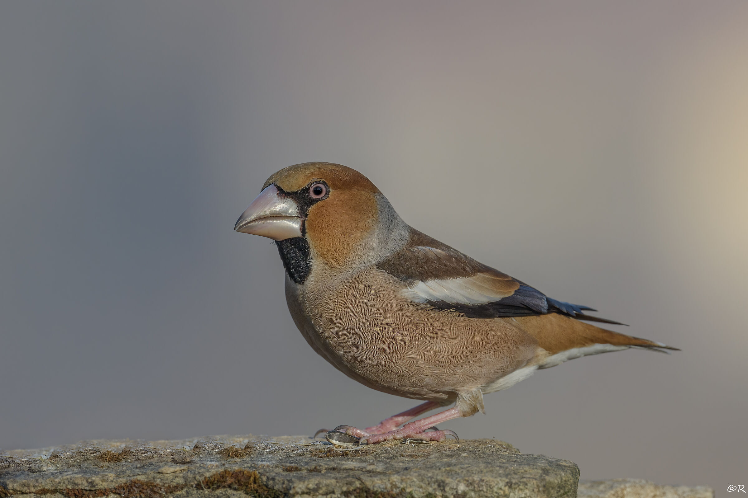 Hawfinch