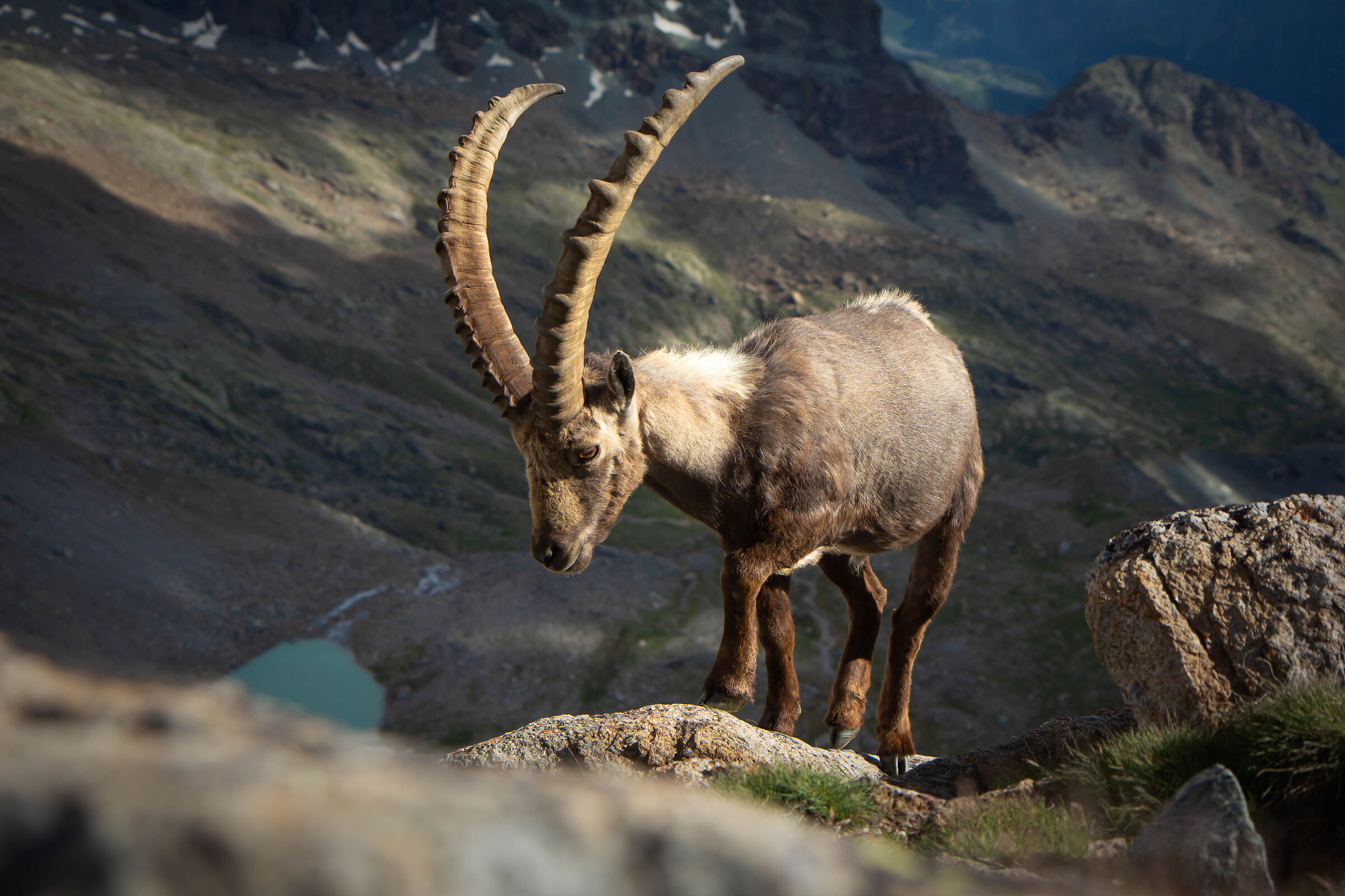 Ayas Valley ibex