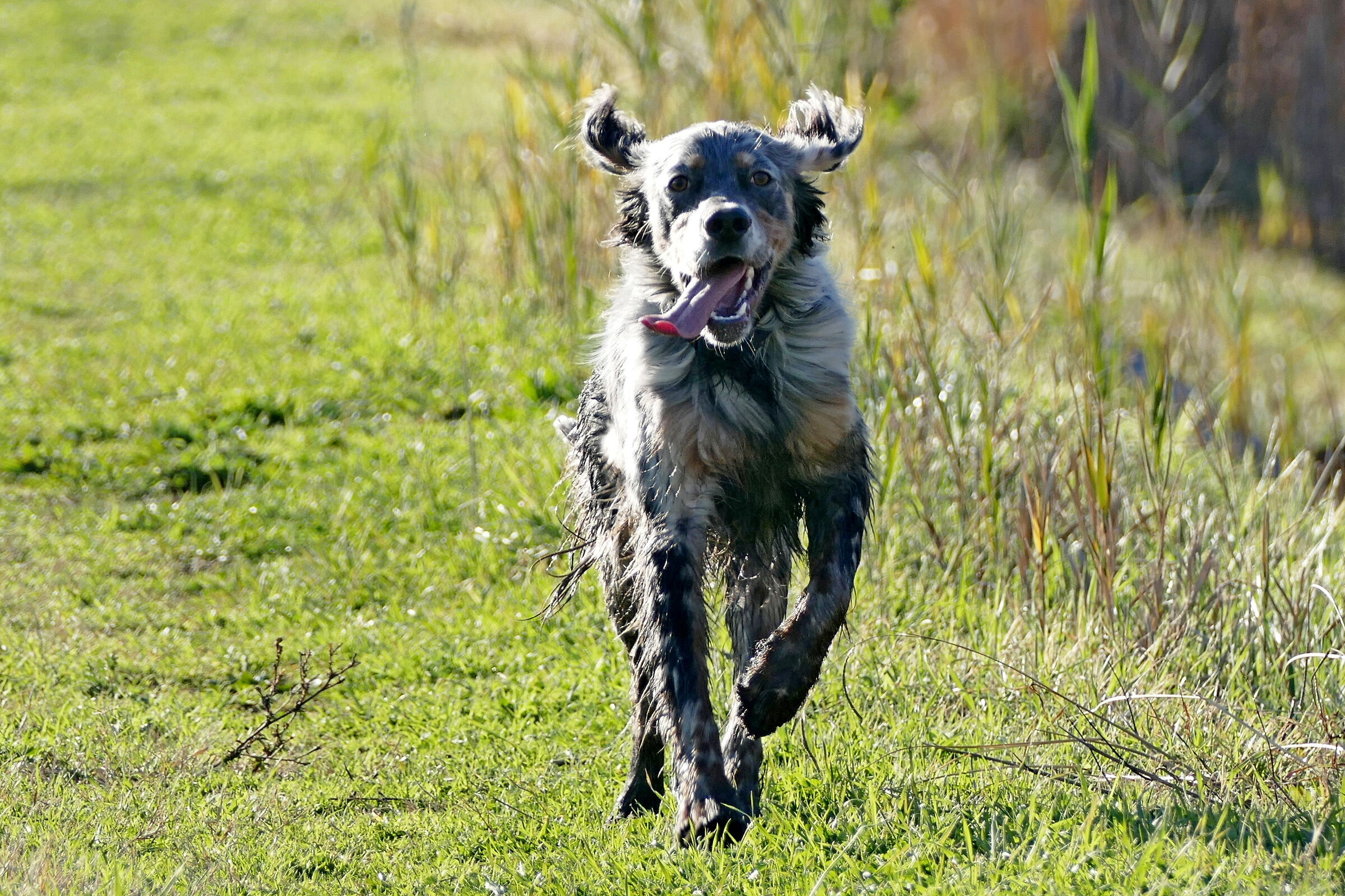 ...velocemente incrociati