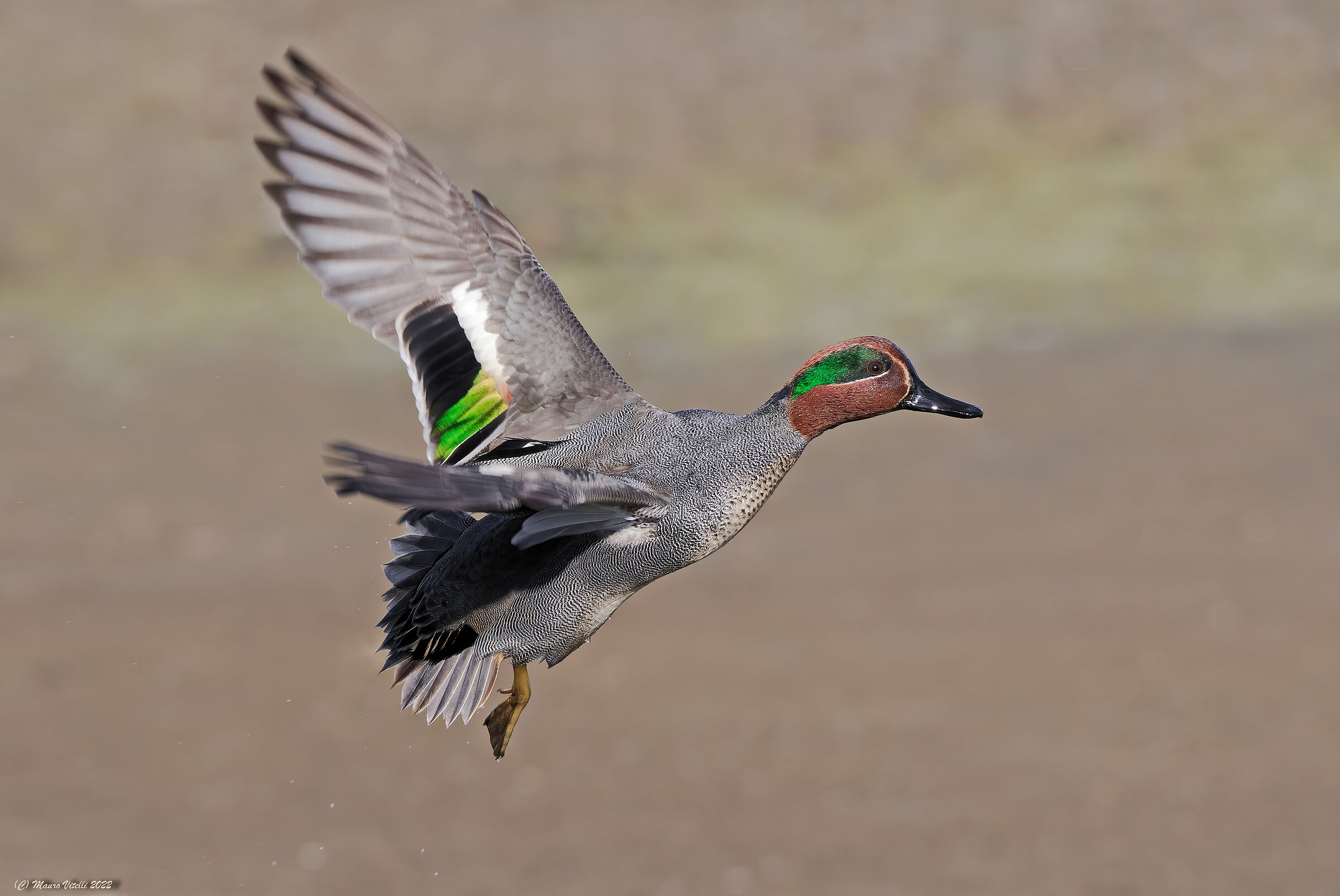 Teal (Anas crecca)