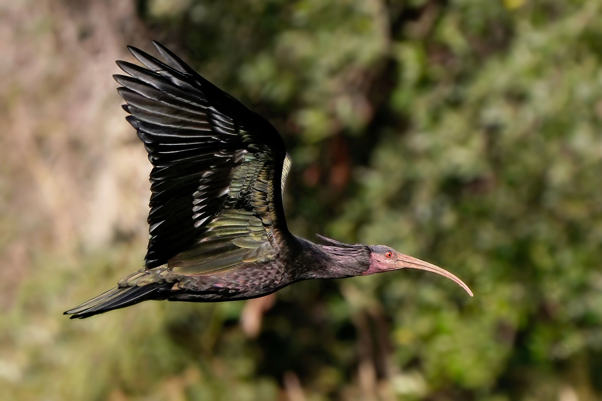 Hermit ibis